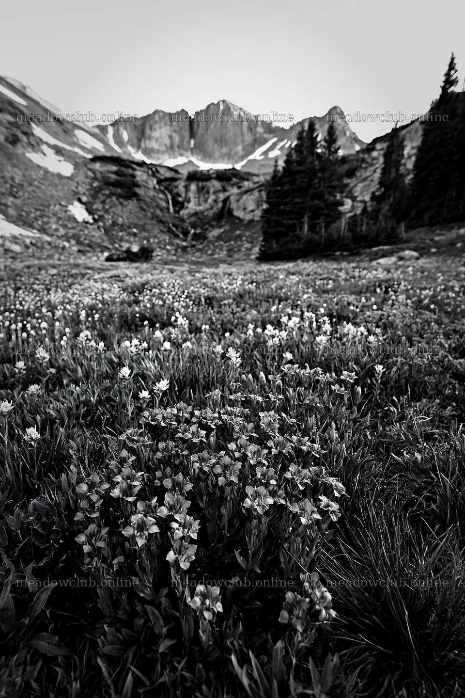 Flower meadow with distant cascade and mountain backdrop – meadow photos 6480x9722