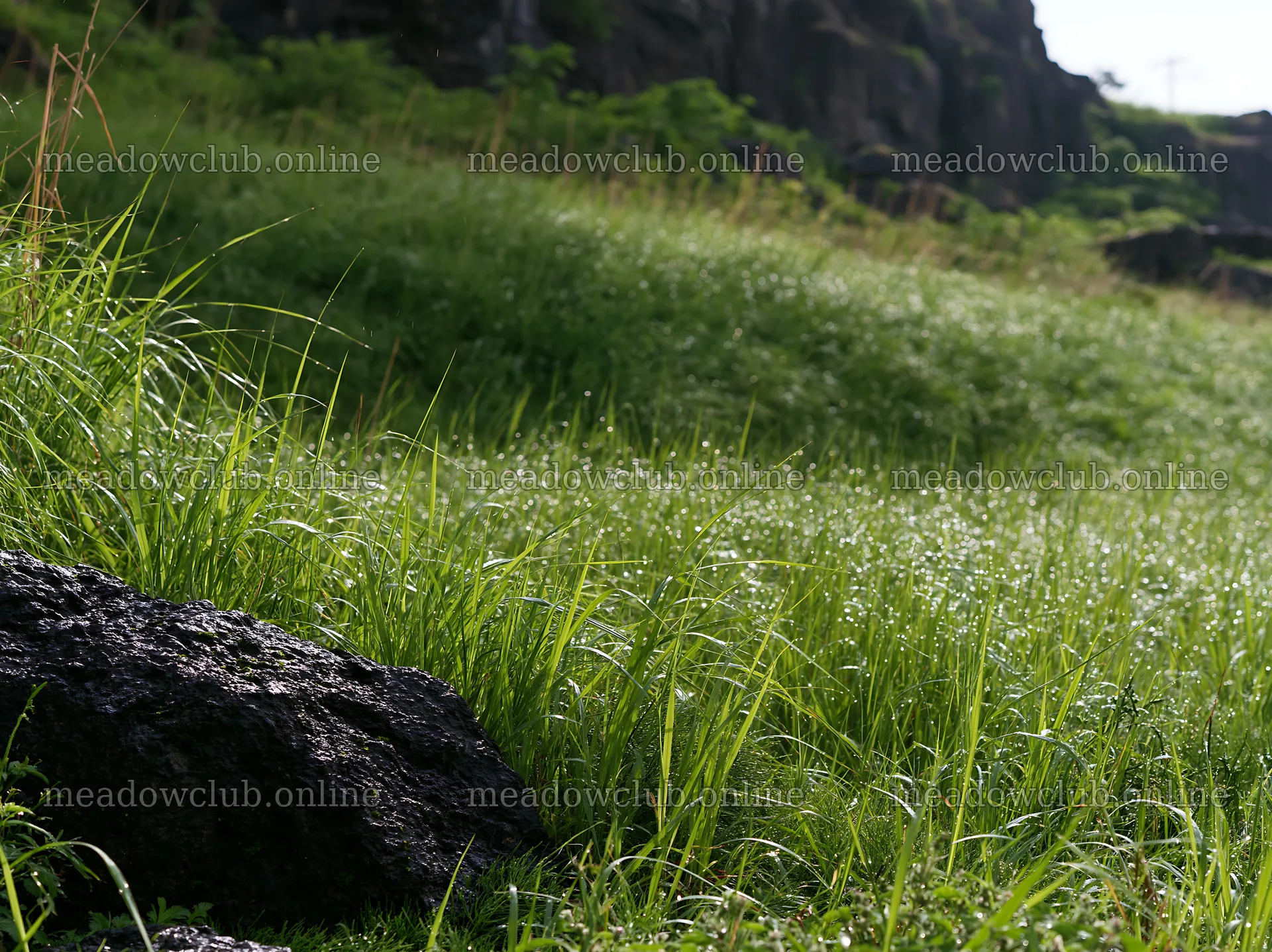 Fukui native grass meadow rain droplets capture in bright light – meadow photos 9174x6866