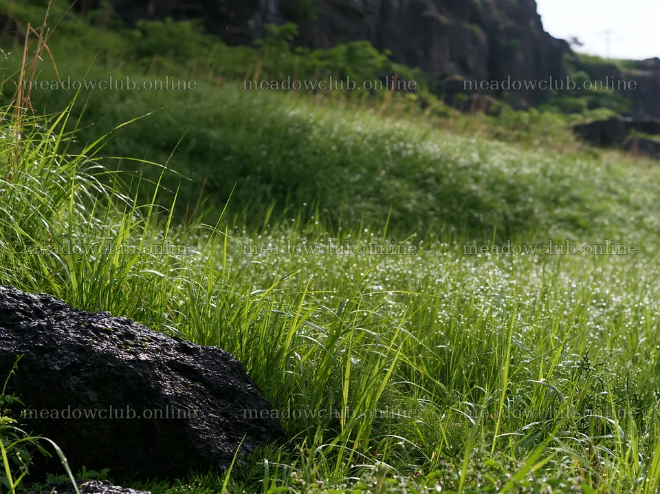 Fukui native grass meadow rain droplets capture in bright light – meadow photos 9174x6866