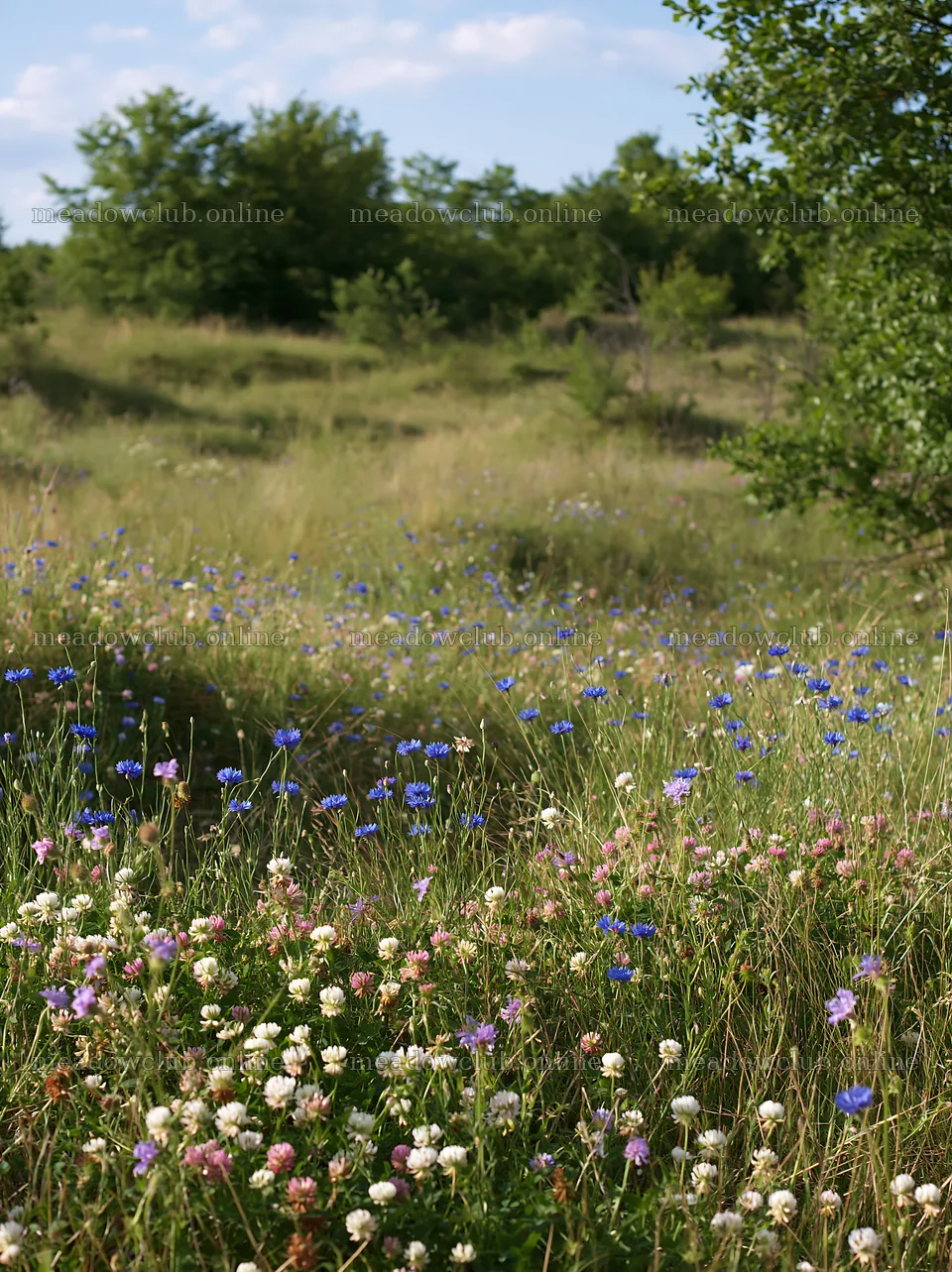 Clover cornflower meadow with various wildflowers – meadow photos 6866x9174