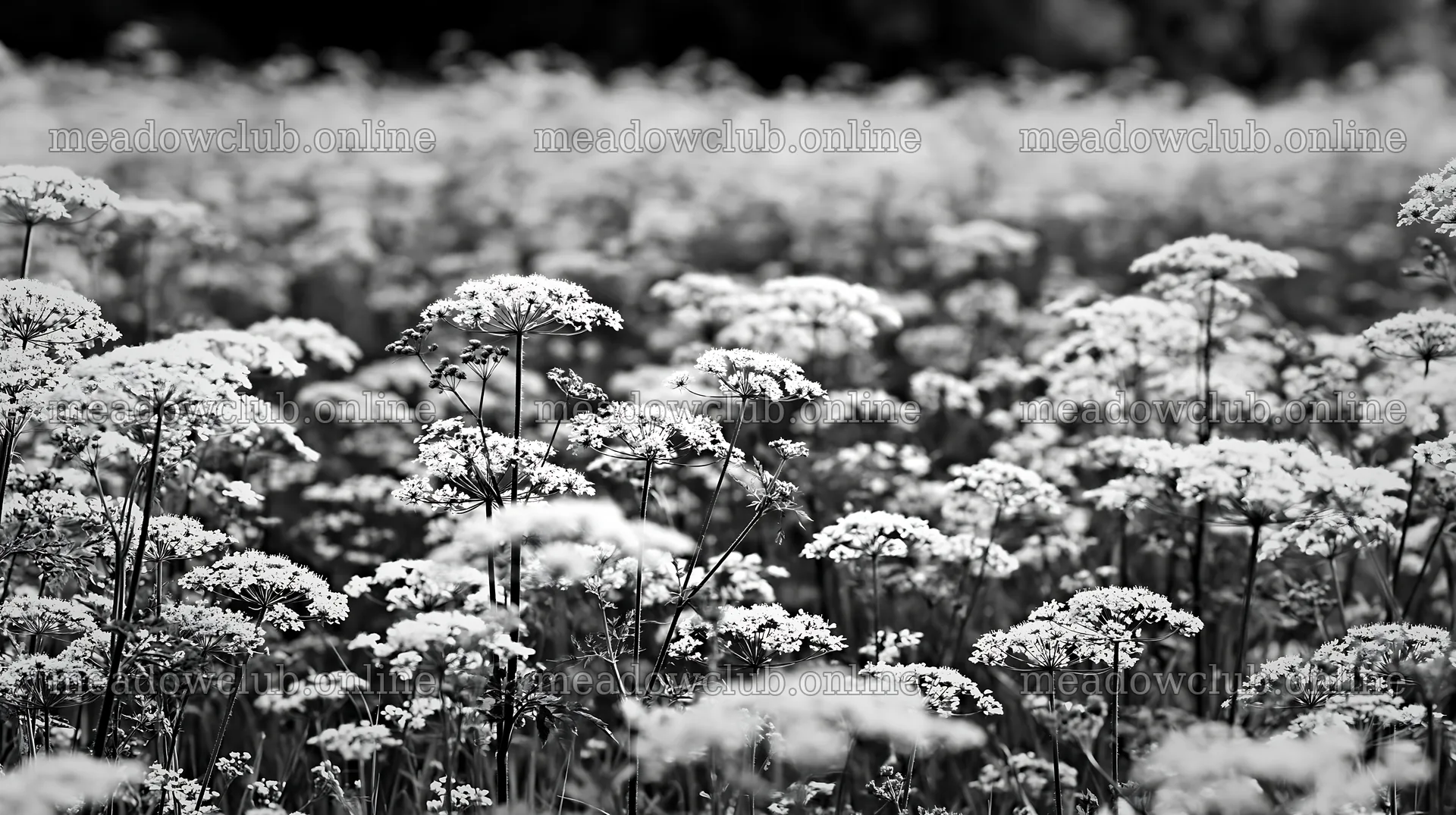 Meadow whiteout with blooming white flowers and green grass – meadow photos 10608x5938