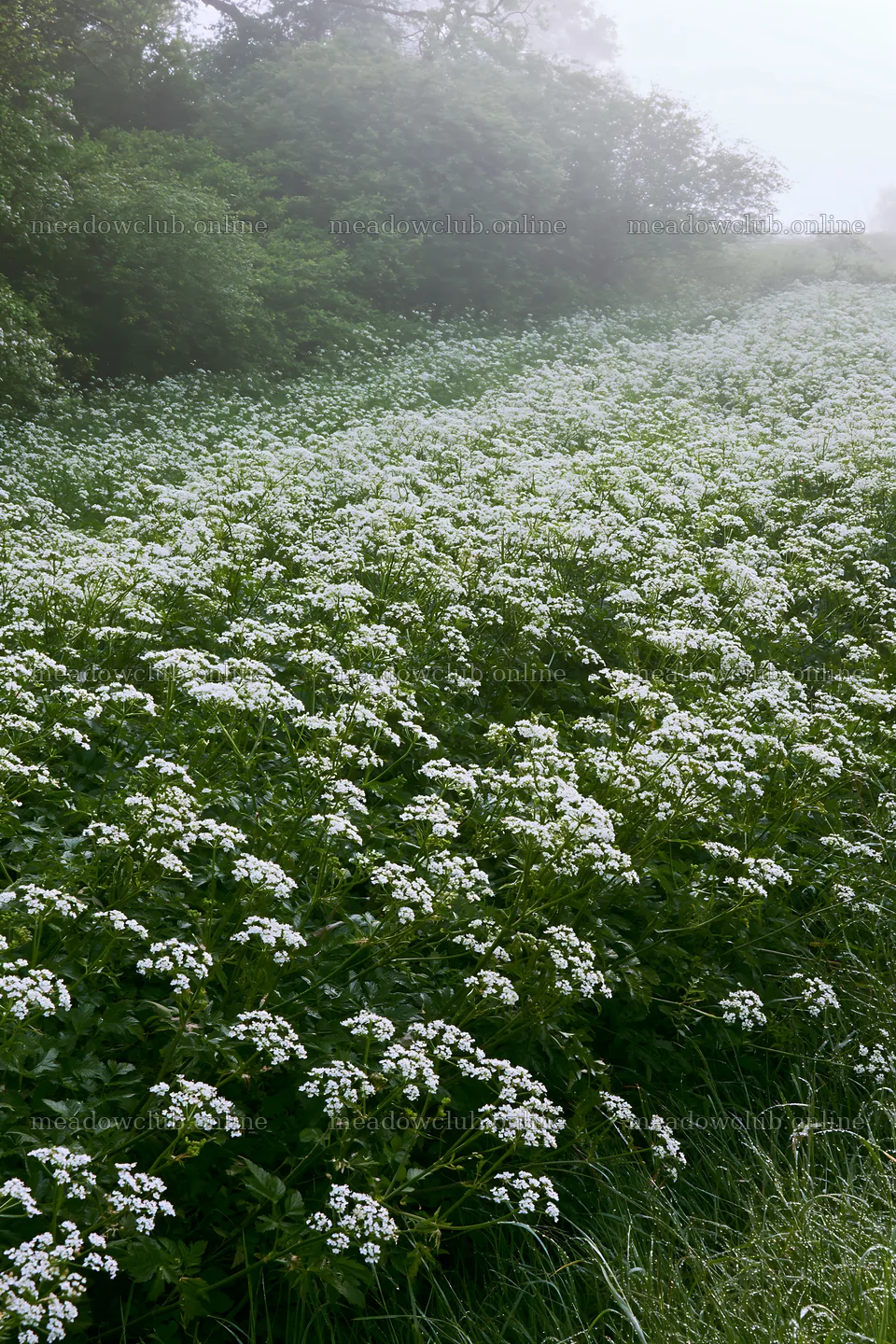 Cow parsley meadow filled with white flowers in a green setting – meadow photos 6480x9722
