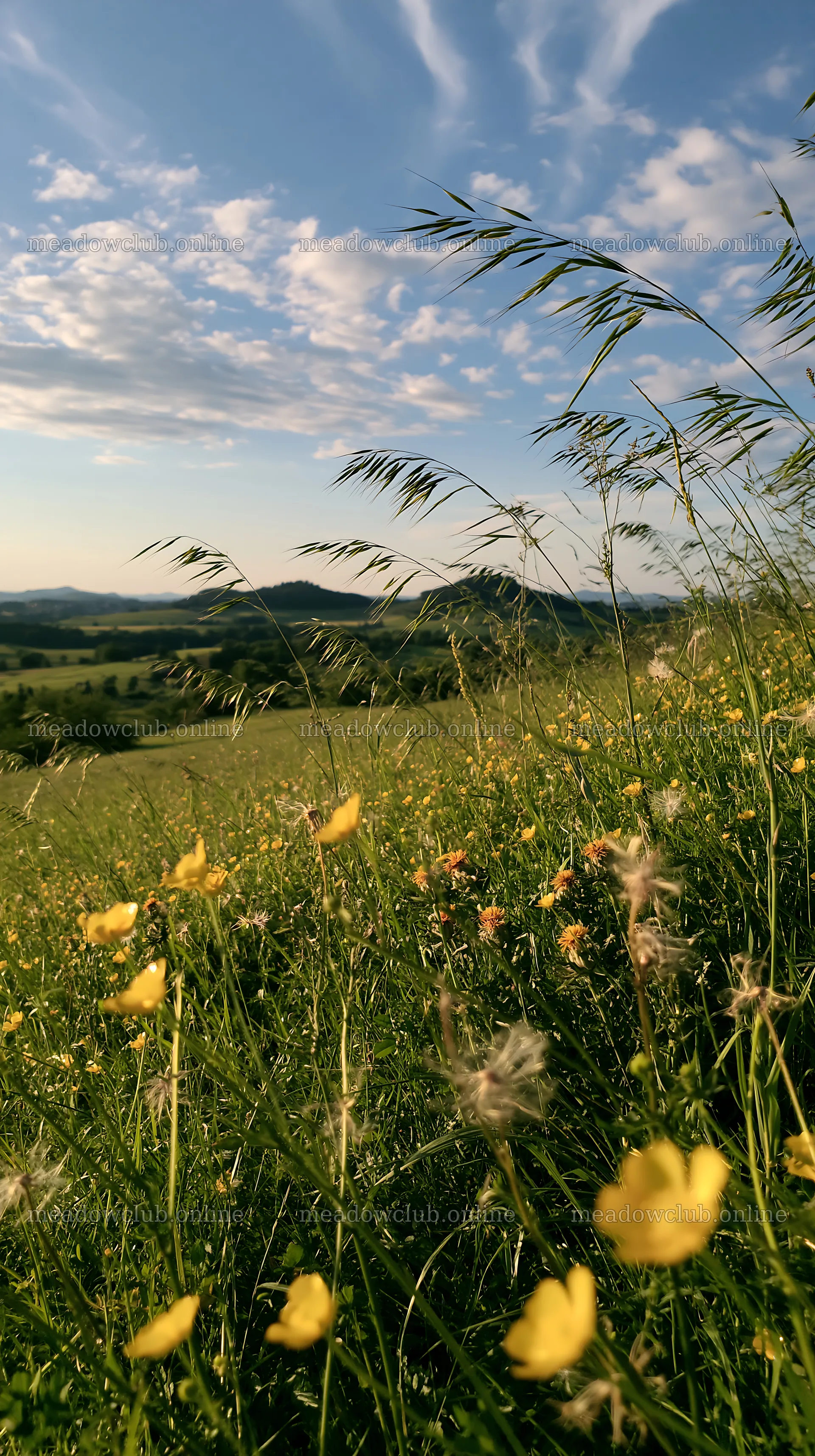 German foothill meadow with flowers and grass under blue sky – meadow photos 5938x10608