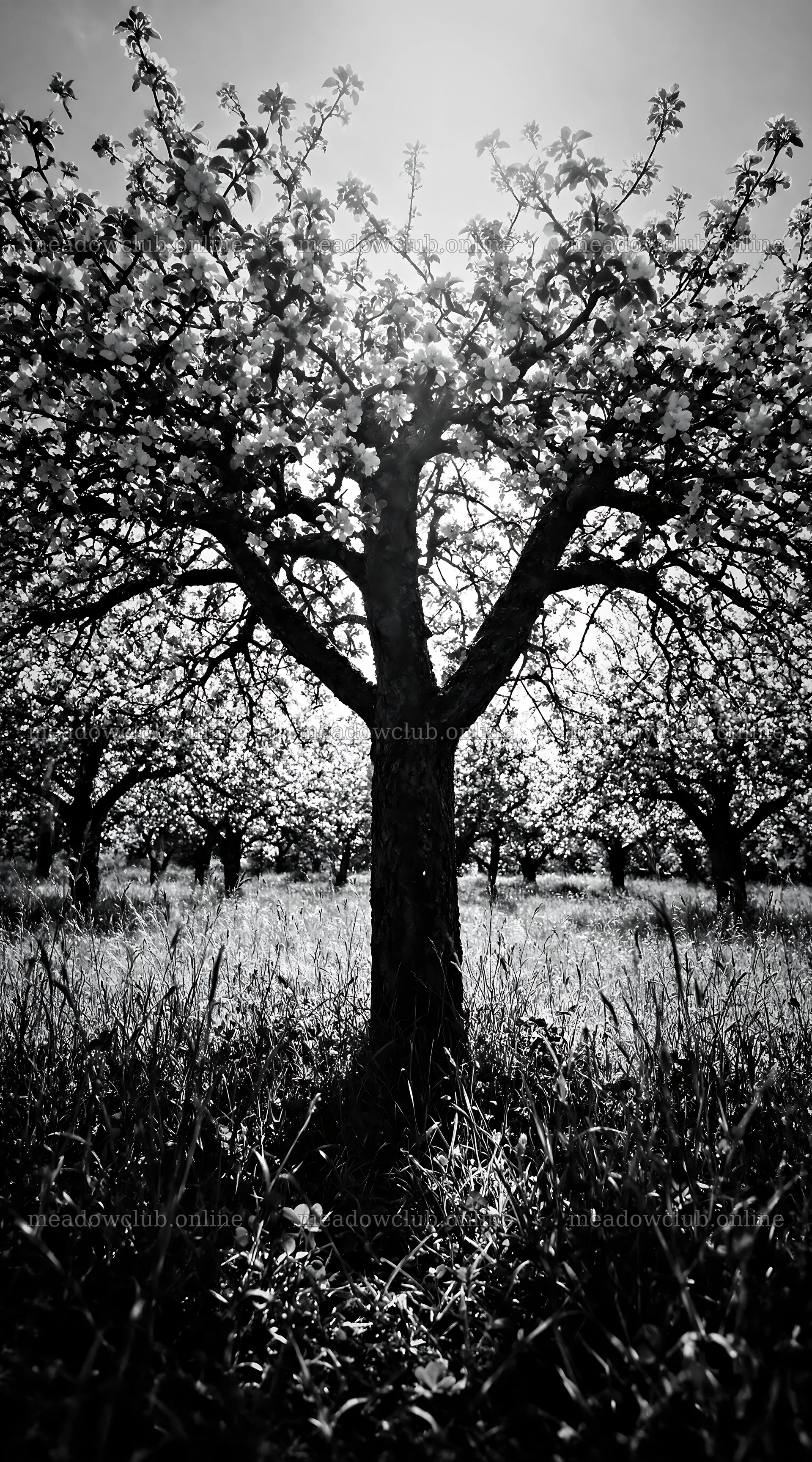 Apple blossom meadow with trees in a sunny field – meadow photos 5916x10648