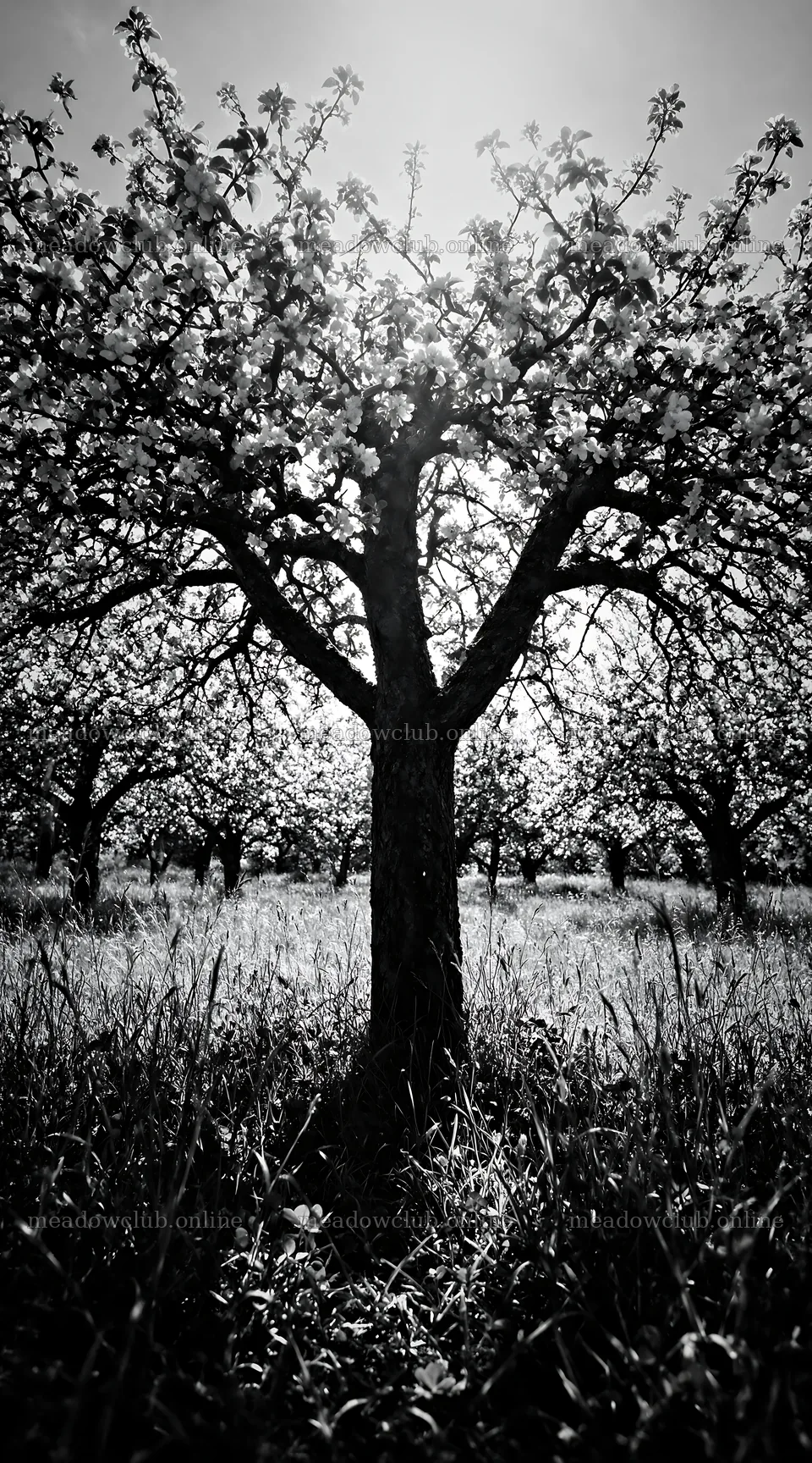 Apple blossom meadow with trees in a sunny field – meadow photos 5916x10648