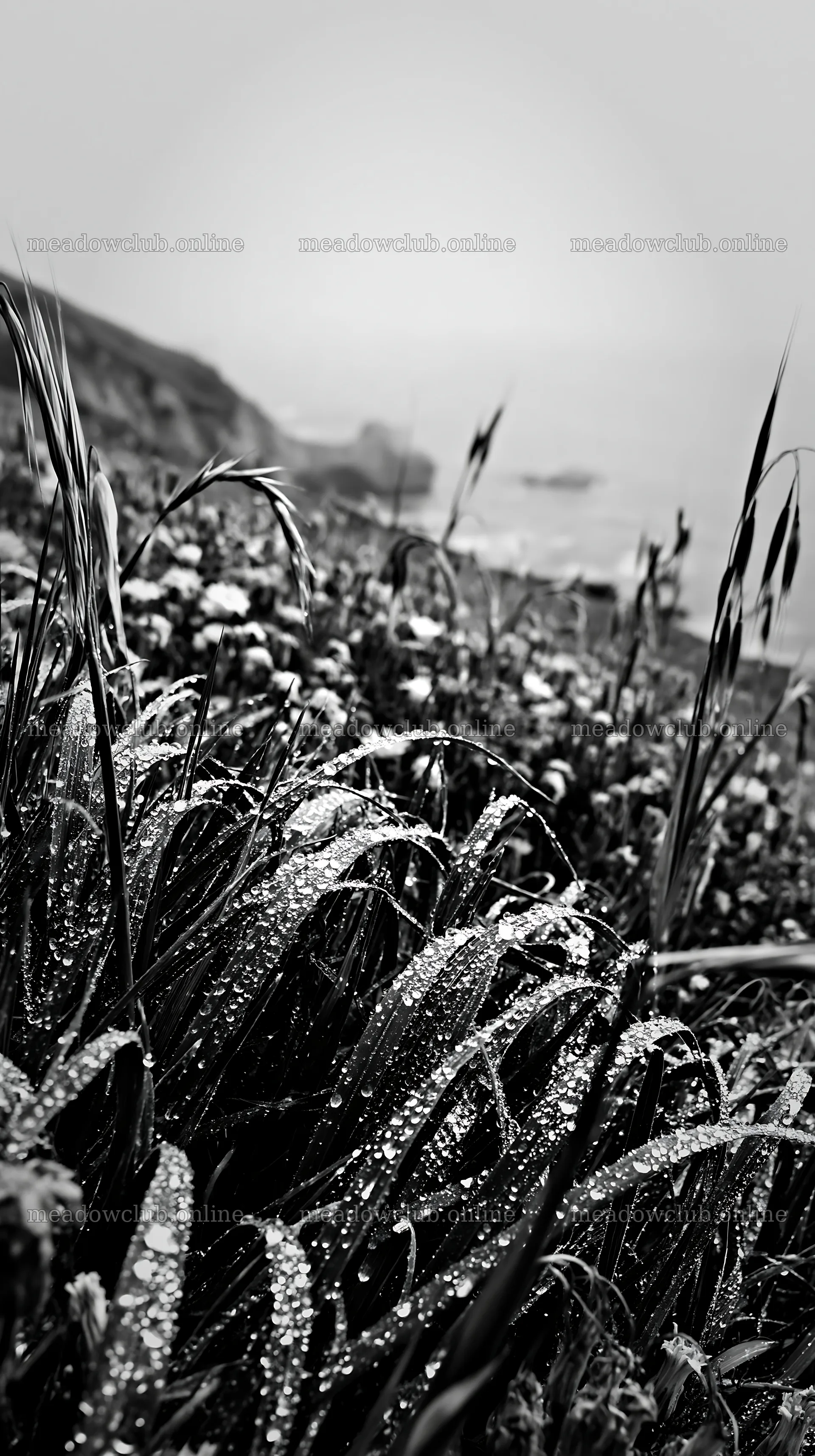 Frosty coastal meadow with dew and waves in the background – meadow photos 5938x10608