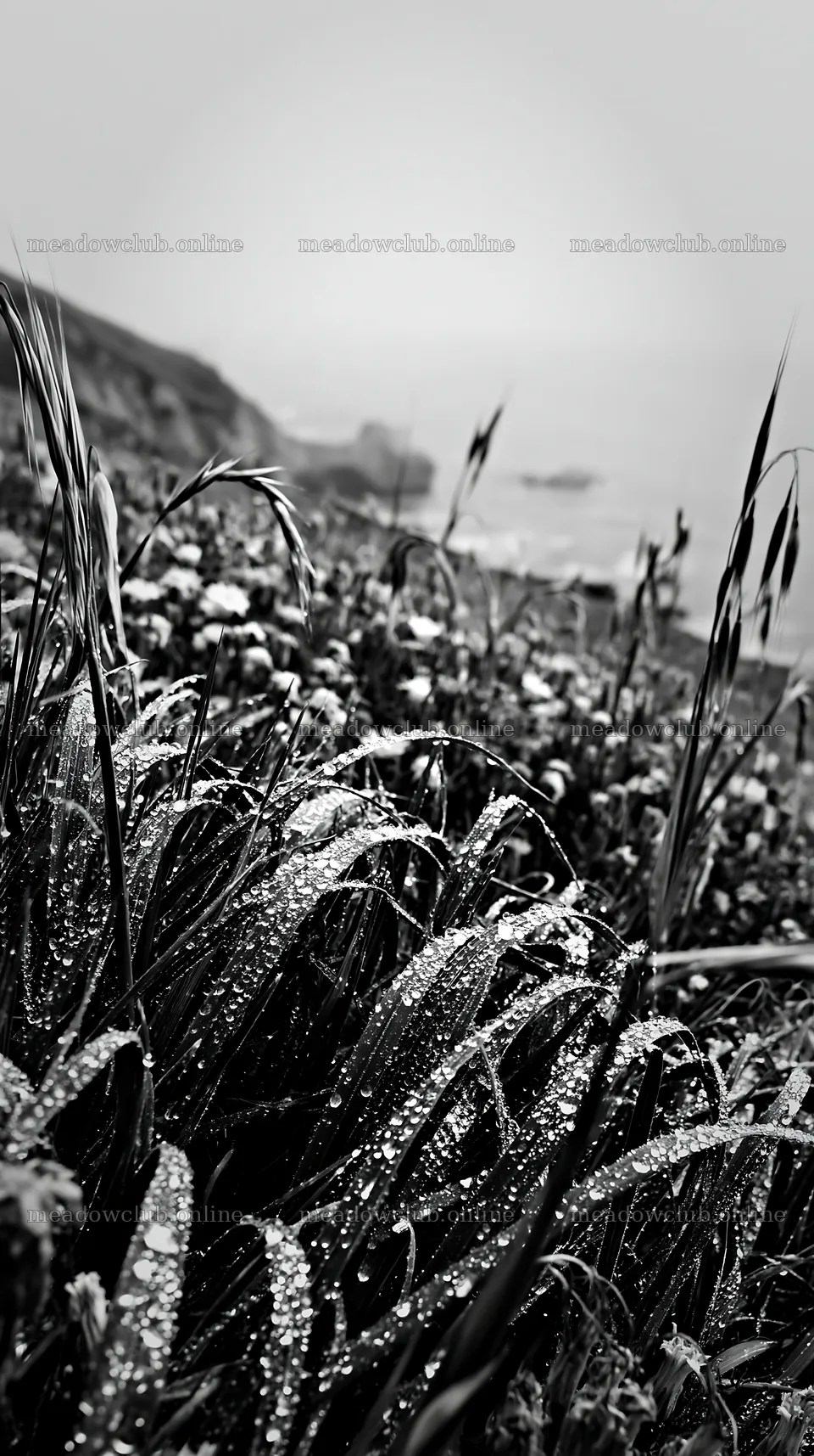 Frosty coastal meadow with dew and waves in the background – meadow photos 5938x10608