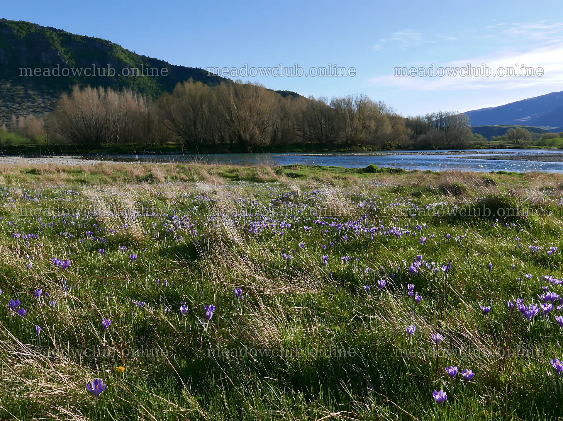 Meadow with crocuses by a river in spring – meadow photos 9174x6866