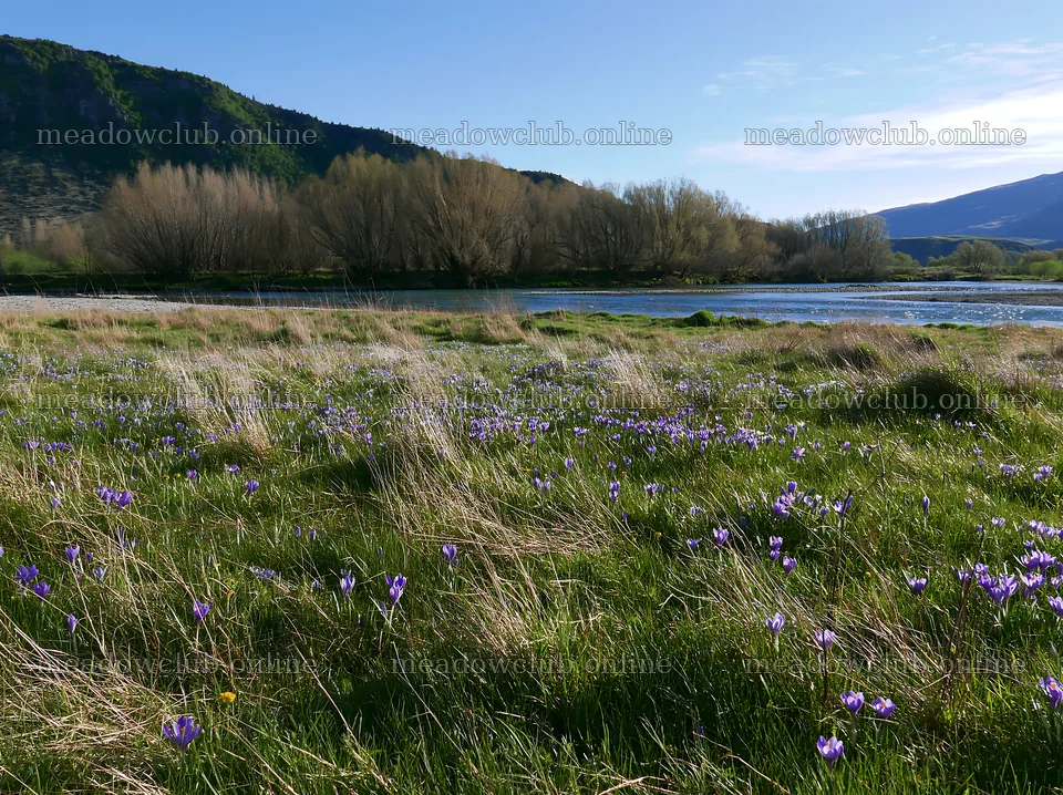 Meadow with crocuses by a river in spring – meadow photos 9174x6866