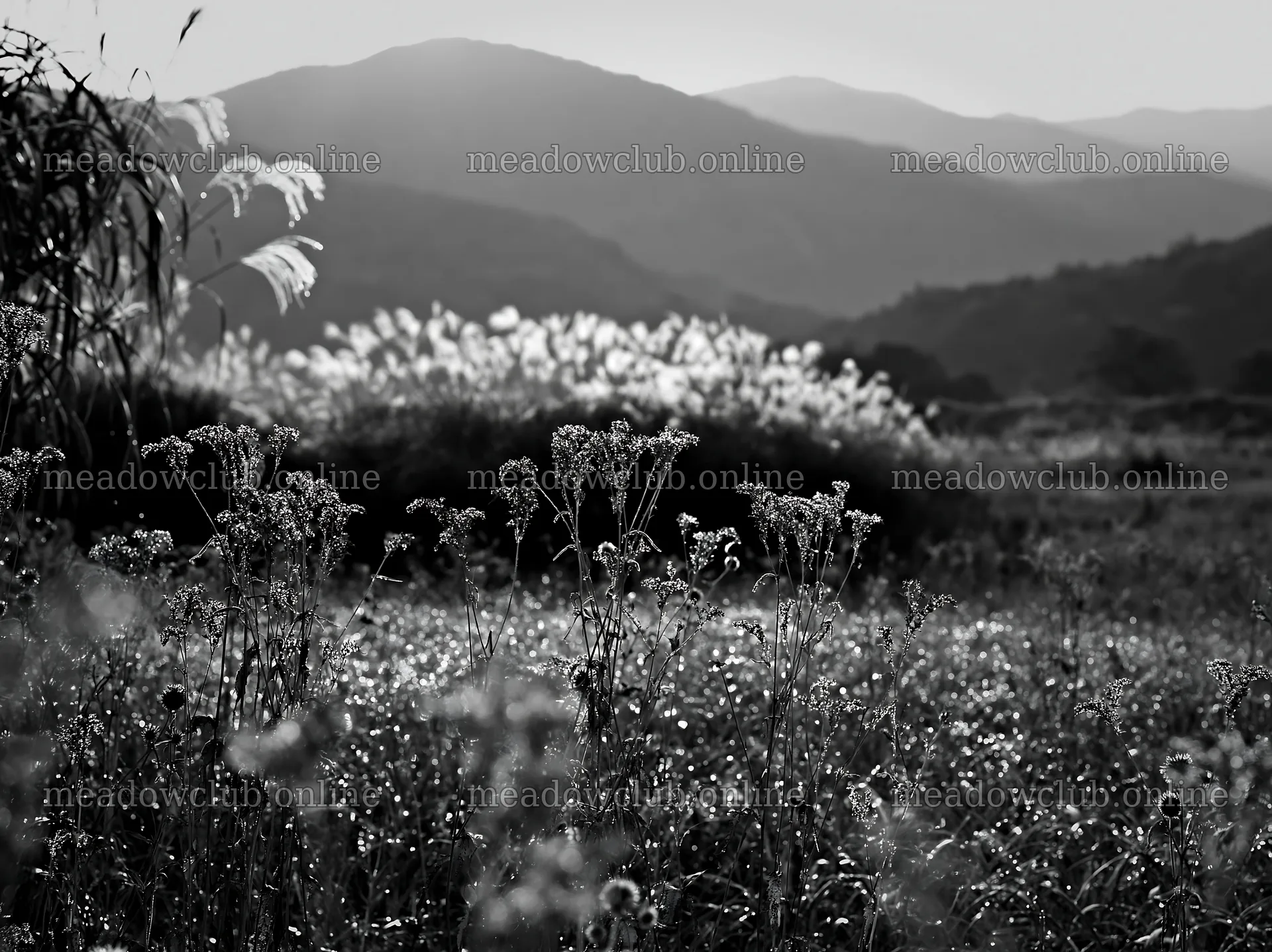 Niigata floodplain restoration meadow dew foreground – meadow photos 9174x6866