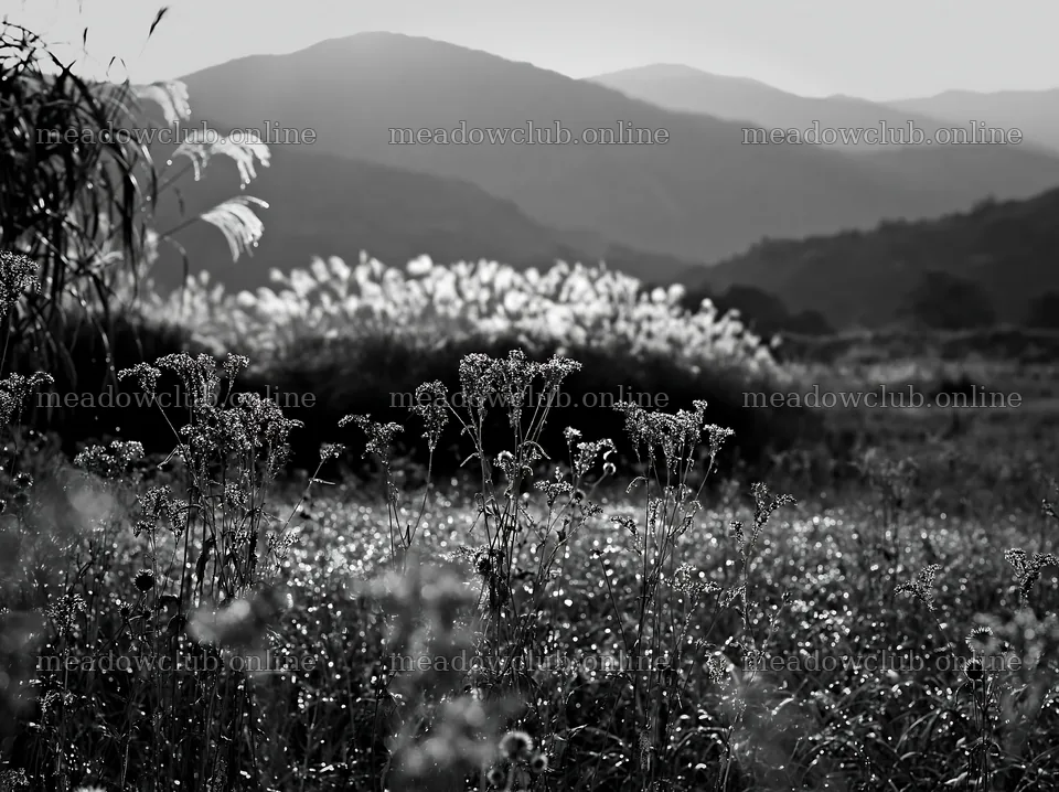 Niigata floodplain restoration meadow dew foreground – meadow photos 9174x6866