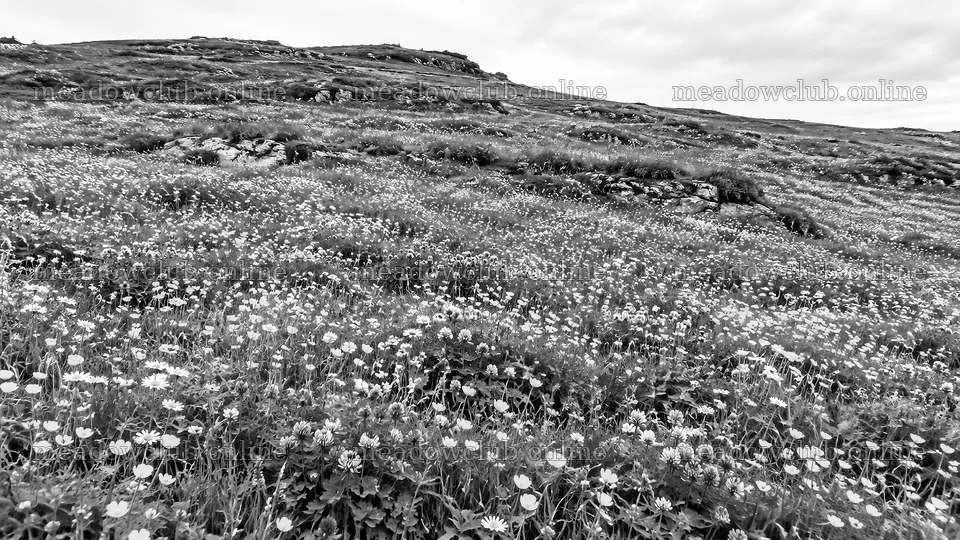 Wildflower Meadow on a Rocky Hillside – meadow photos 10324x5812