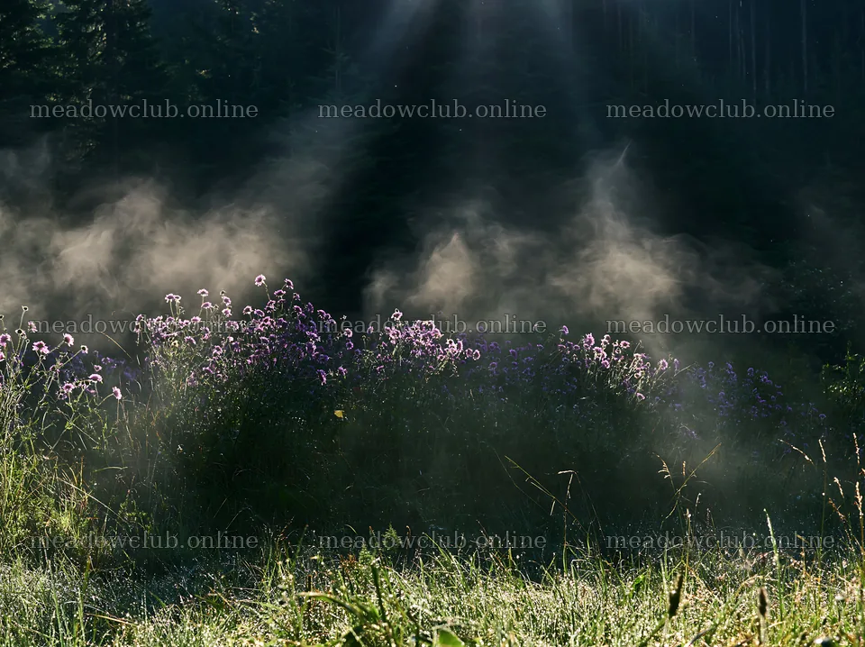 Crepuscular rays shining through a meadow at dawn – meadow photos 9174x6866