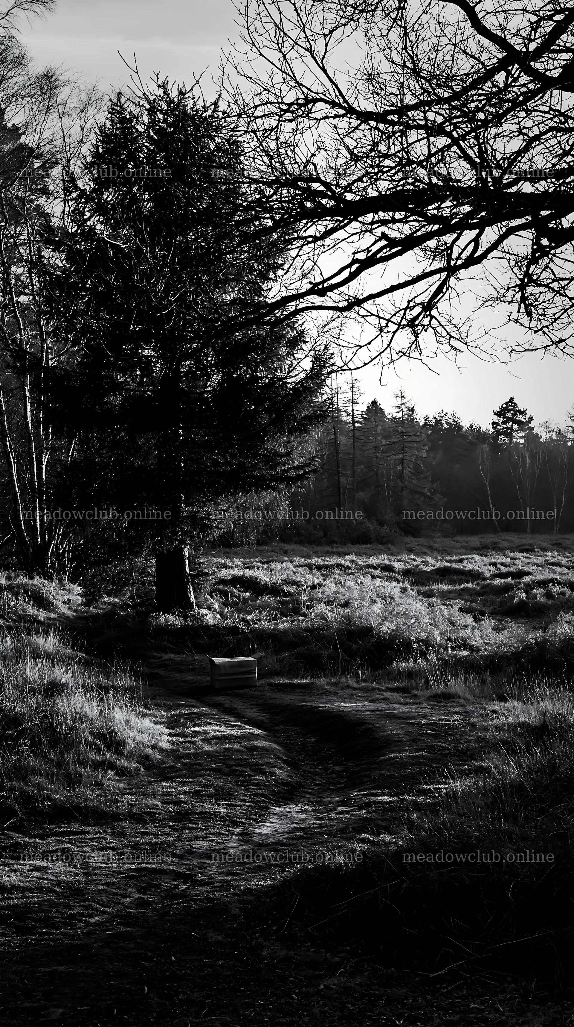 Single package beside evergreen tree in a forest – meadow photos 5938x10608