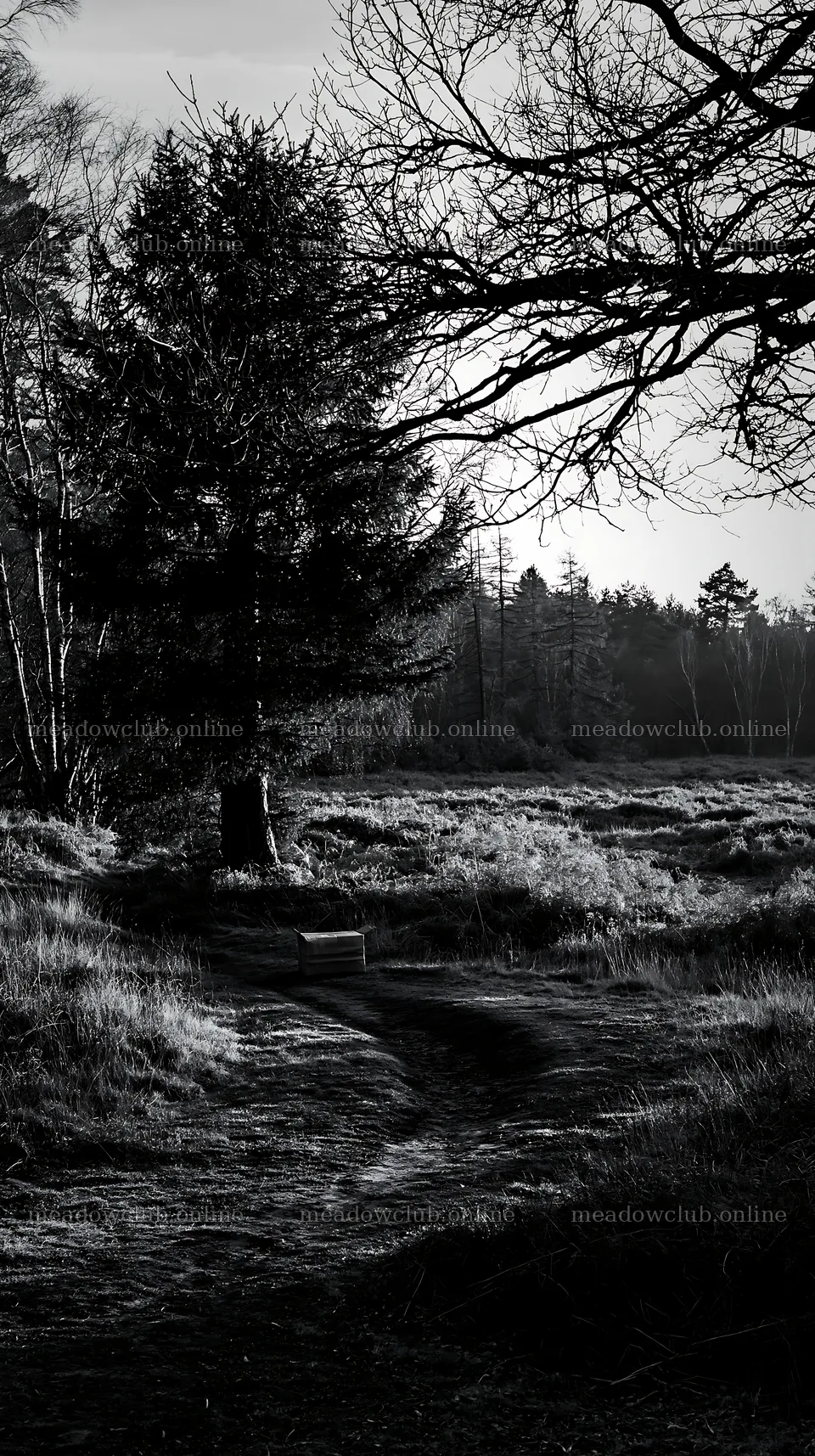 Single package beside evergreen tree in a forest – meadow photos 5938x10608