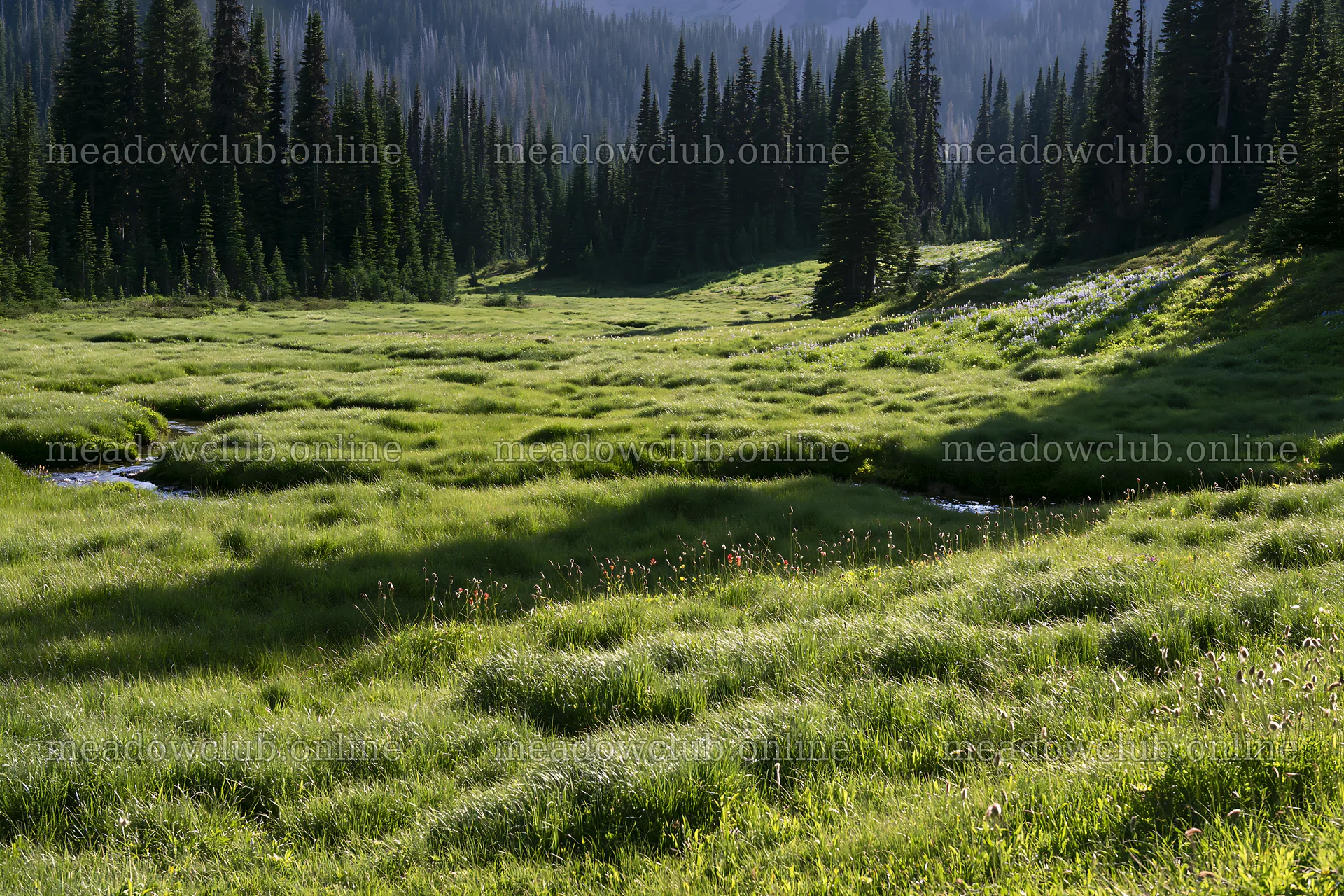 Mount Rainier meadow with paintbrush and lupine flowers – meadow photos 9722x6480