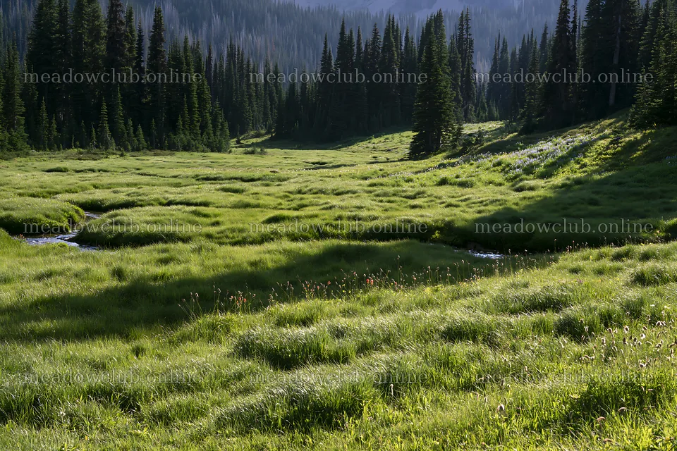 Mount Rainier meadow with paintbrush and lupine flowers – meadow photos 9722x6480