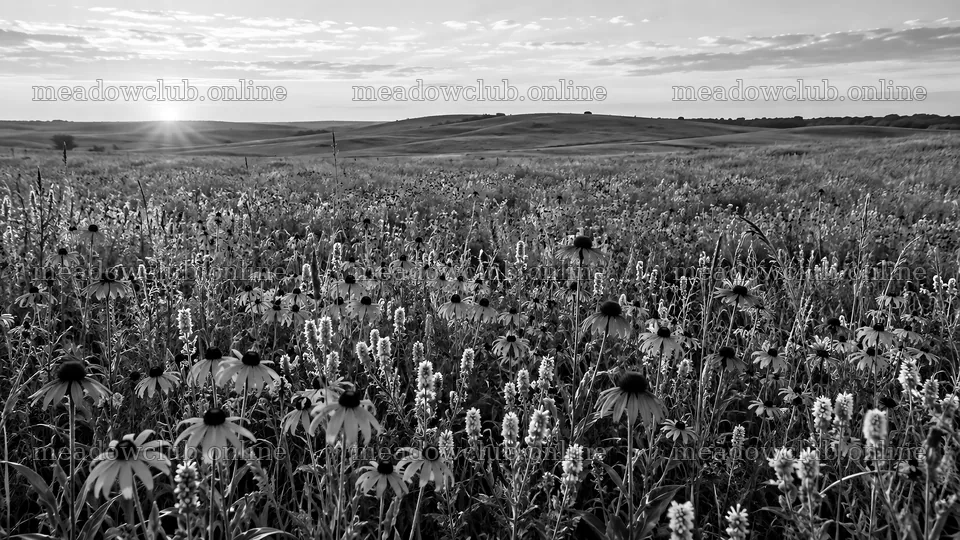 Monochrome Wildflower Meadow at Low Sun – meadow photos 10324x5812