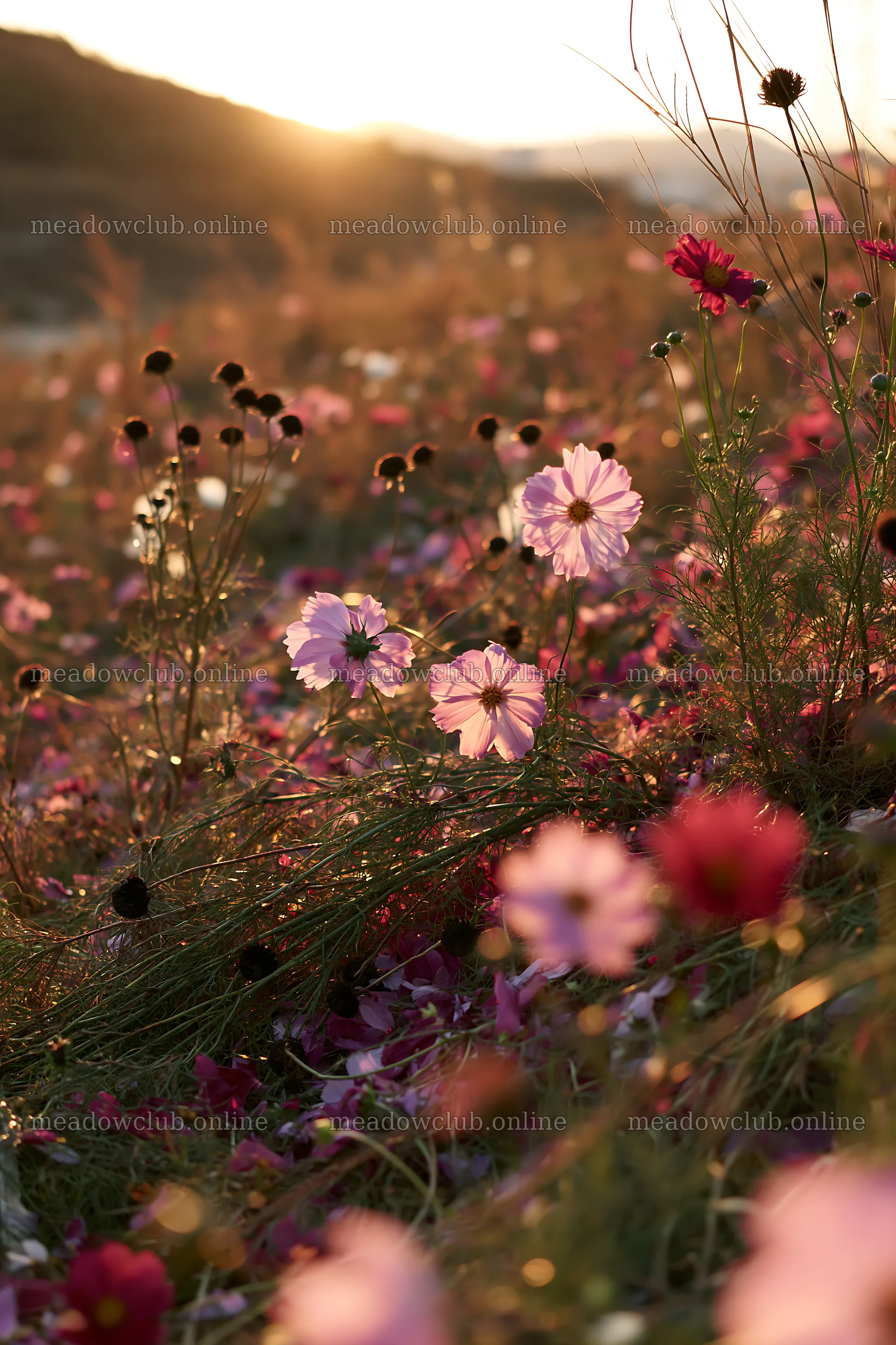 Colorful cosmos meadow at sunset in a natural landscape – meadow photos 6480x9722
