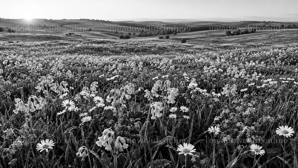 Wildflower Meadow Across Rolling Hills – meadow photos 10324x5812