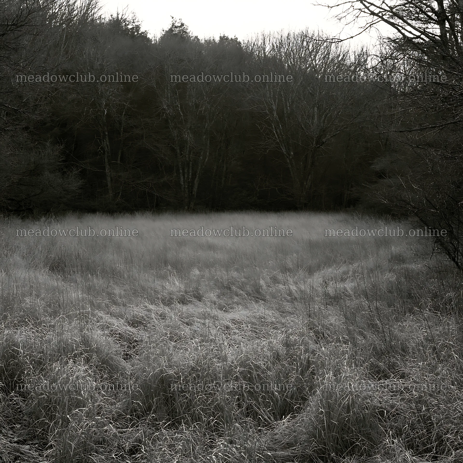 Wooded valley meadow with tall grass and trees in background – meadow photos 7938x7938