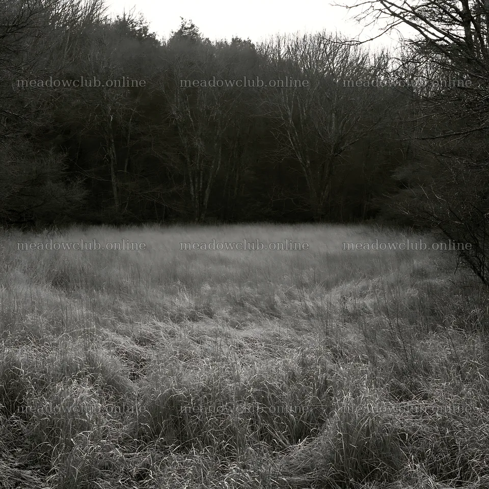 Wooded valley meadow with tall grass and trees in background – meadow photos 7938x7938