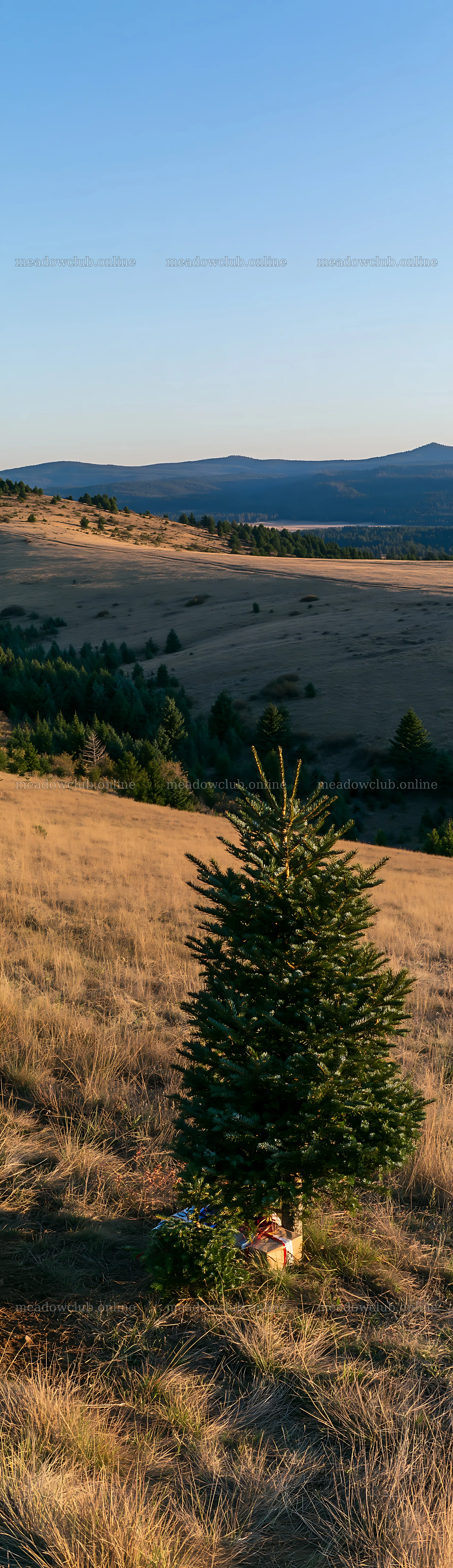 Evergreen tree in landscape during sunset – meadow photos 4268x14762