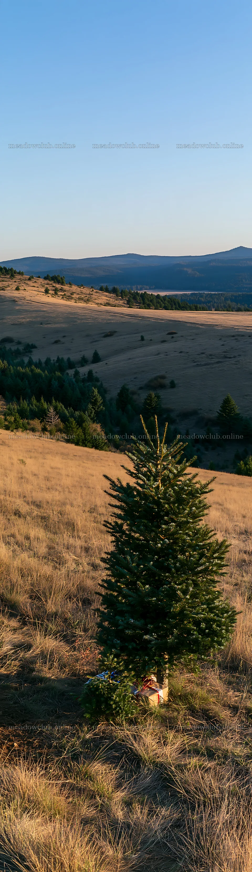 Evergreen tree in landscape during sunset – meadow photos 4268x14762