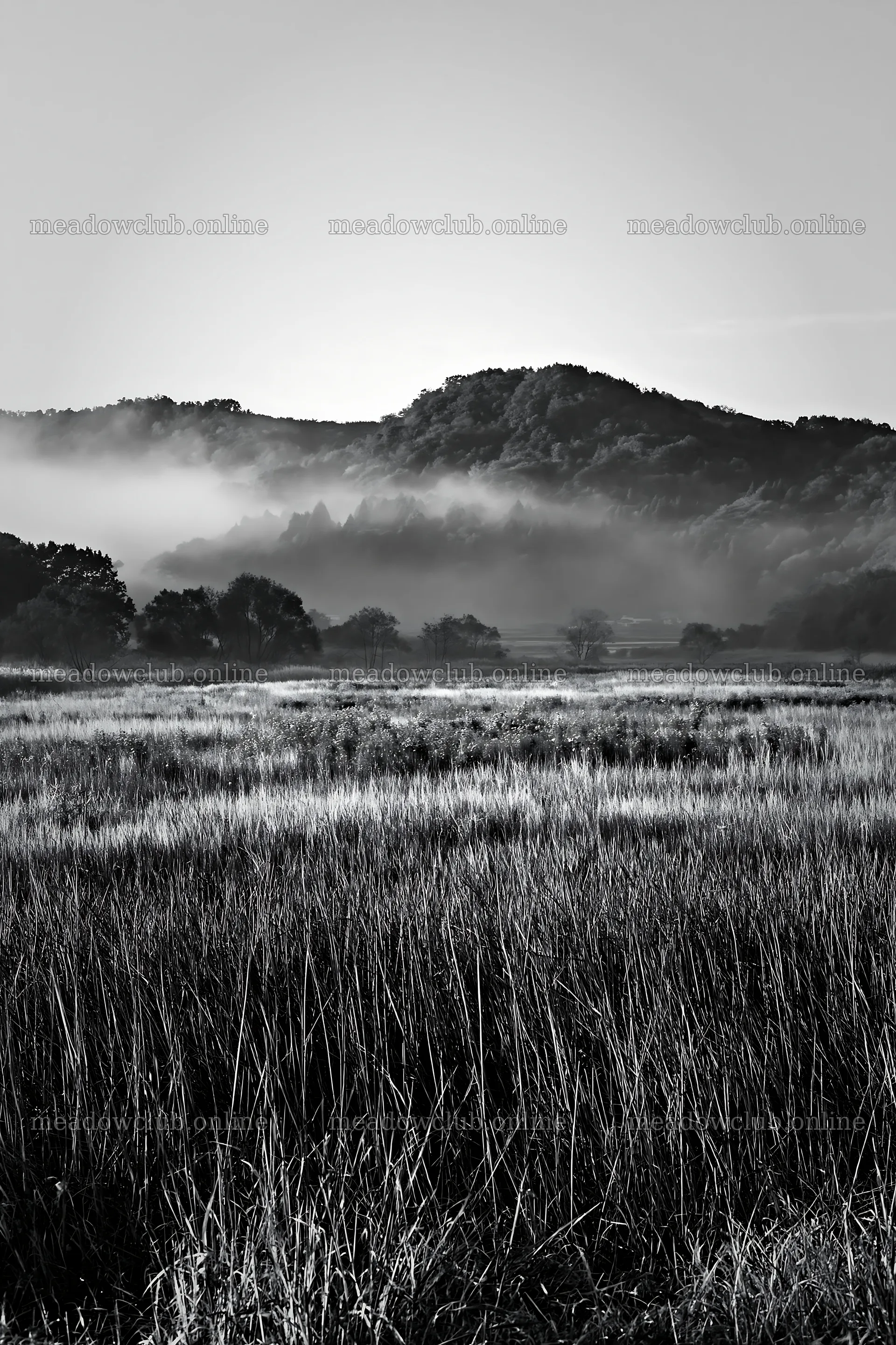 Saga floodplain meadow with reeds in misty landscape – meadow photos 6480x9722