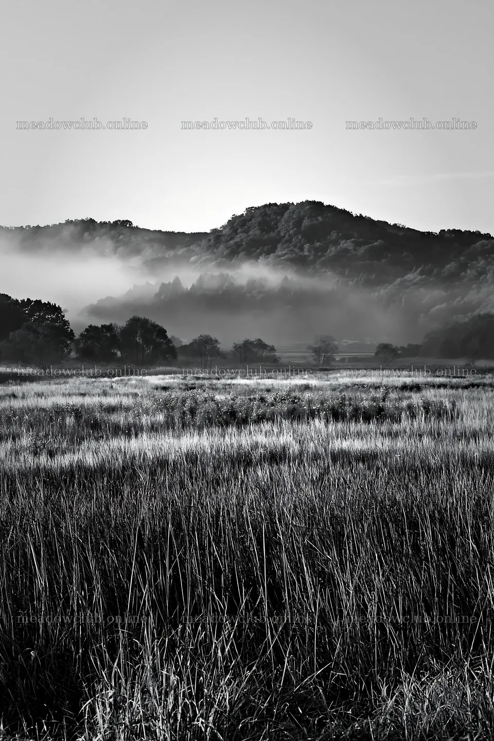Saga floodplain meadow with reeds in misty landscape – meadow photos 6480x9722
