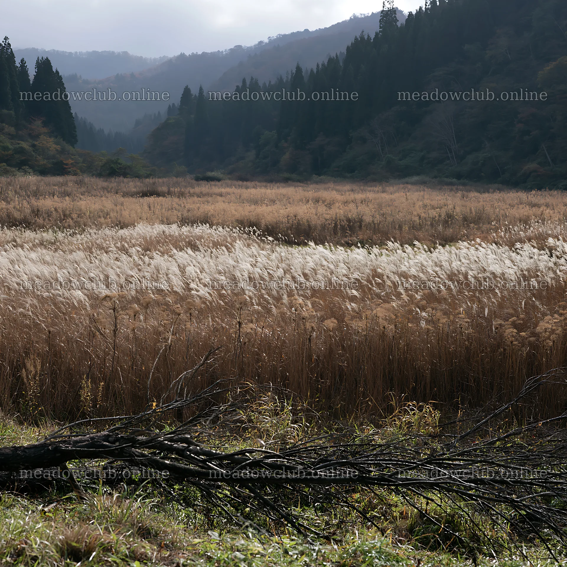 Yamagata rewilded meadow with fallen branch in foreground – meadow photos 7938x7938