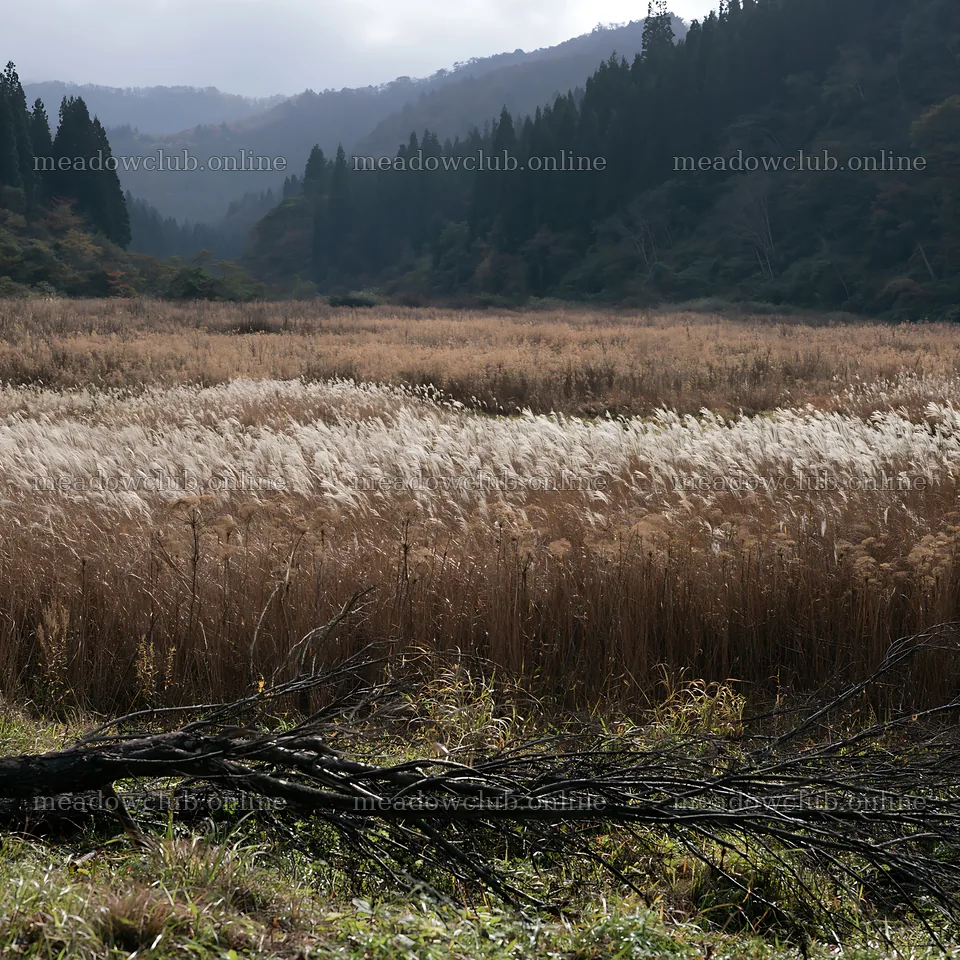 Yamagata rewilded meadow with fallen branch in foreground – meadow photos 7938x7938