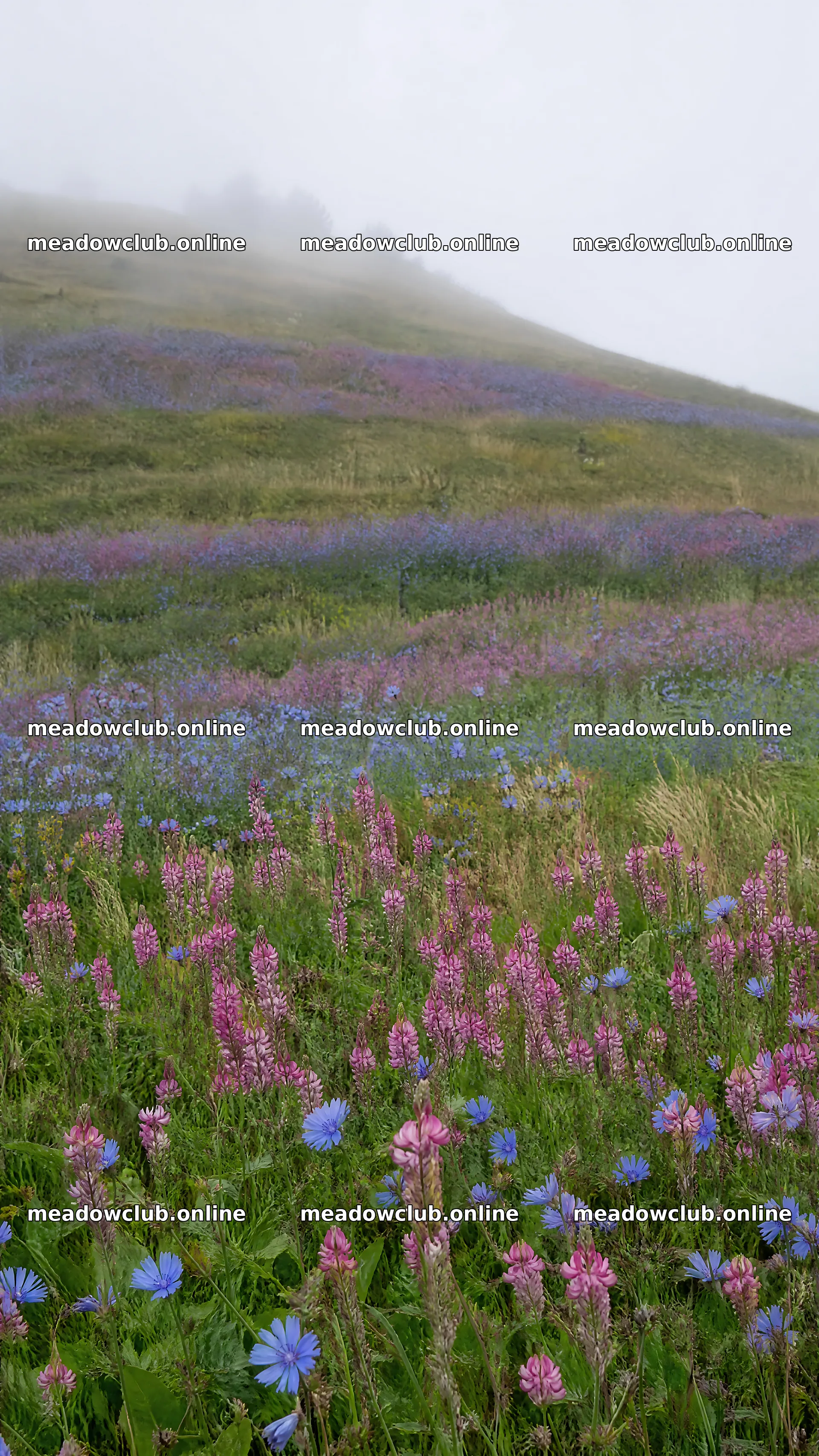 Sainfoin chicory meadow with colorful wildflowers – meadow photos 5952x10584