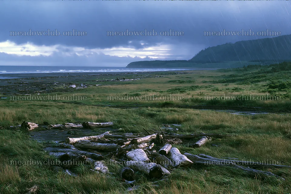 Ishikawa coastal meadow storm washed driftwood – meadow photos 9722x6480
