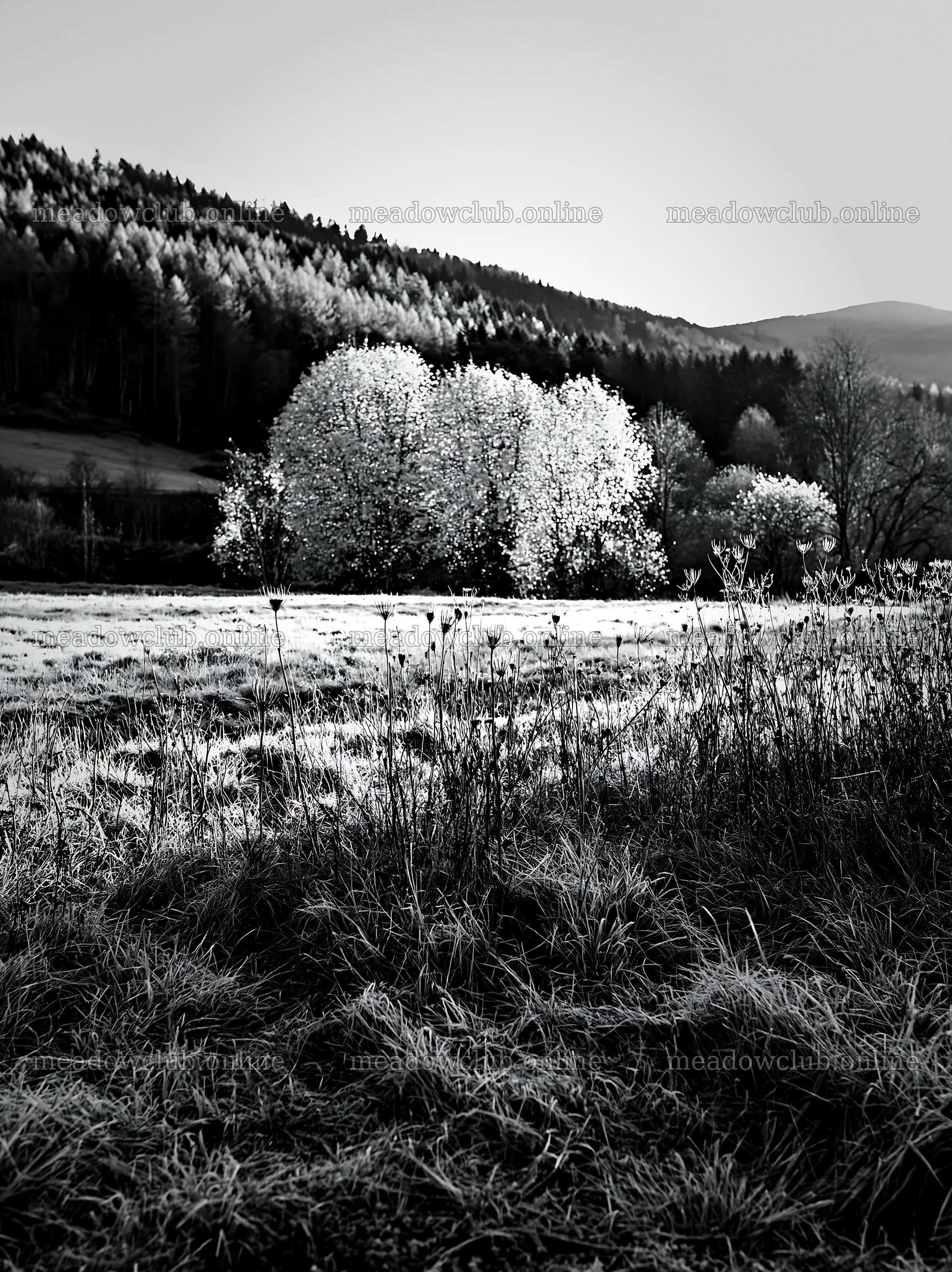 Apple meadow in valley with trees and hills in background – meadow photos 6866x9174