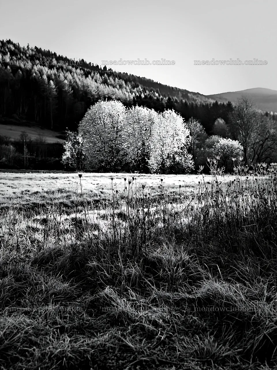 Apple meadow in valley with trees and hills in background – meadow photos 6866x9174