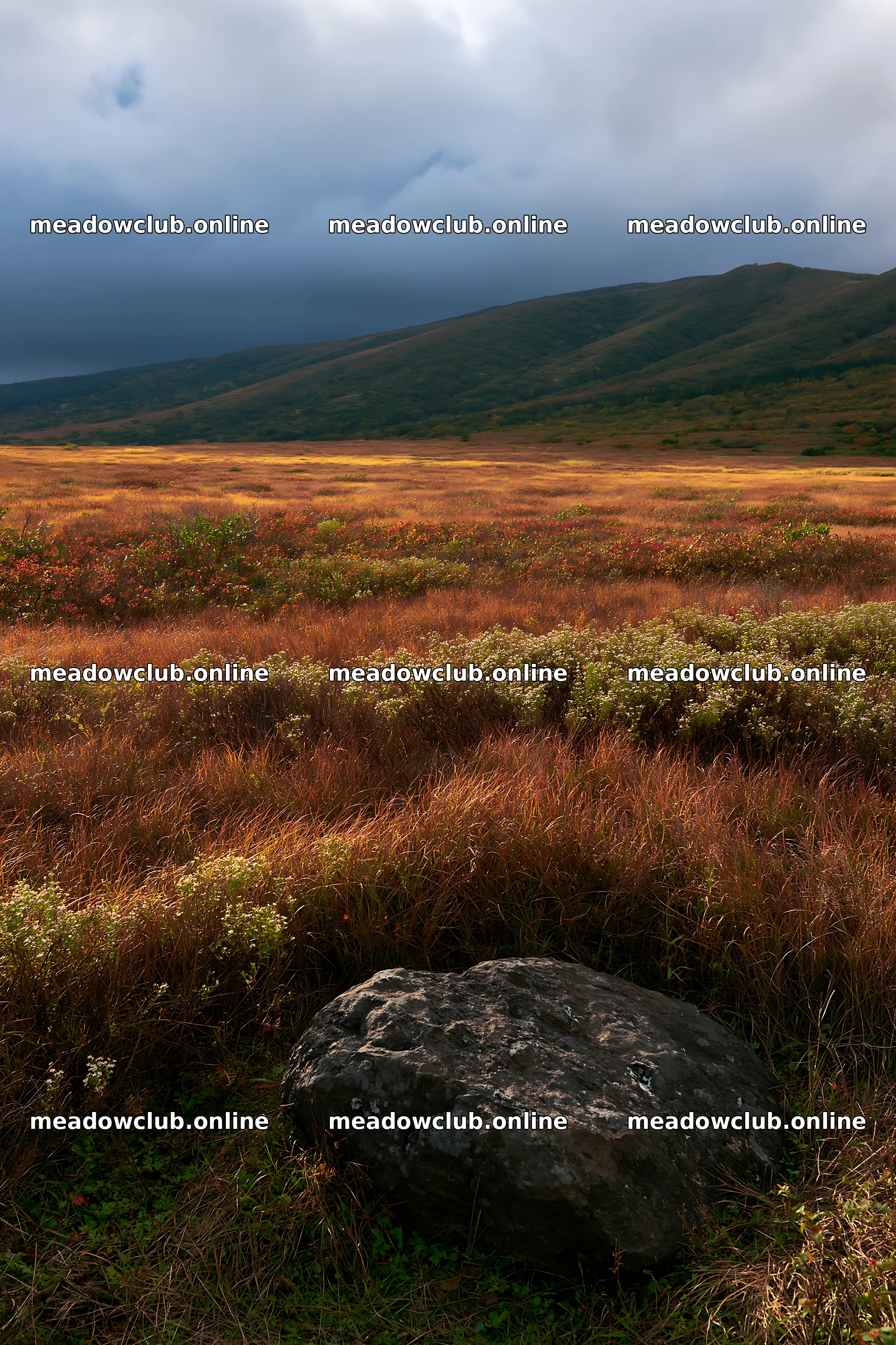 Aomori climate resilient meadow with boulder under cloudy sky – meadow photos 6480x9722