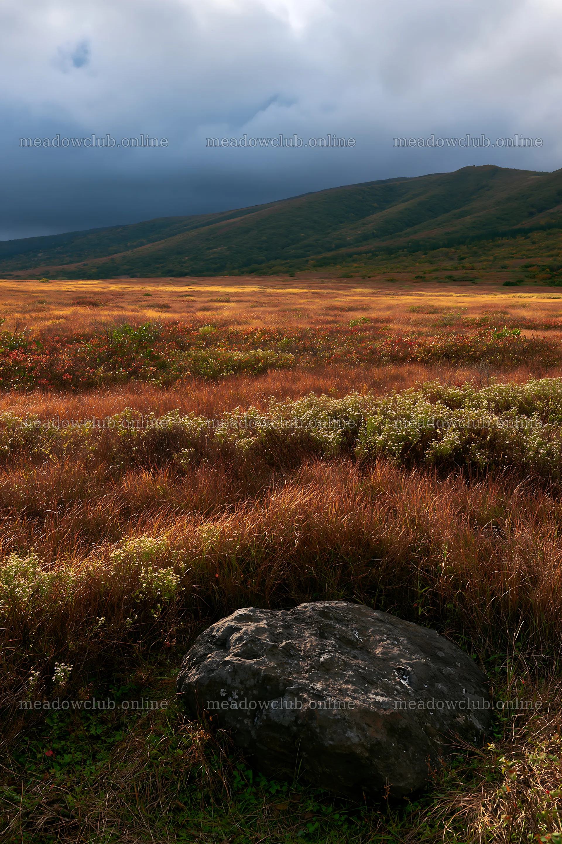 Aomori climate resilient meadow with boulder under cloudy sky – meadow photos 6480x9722