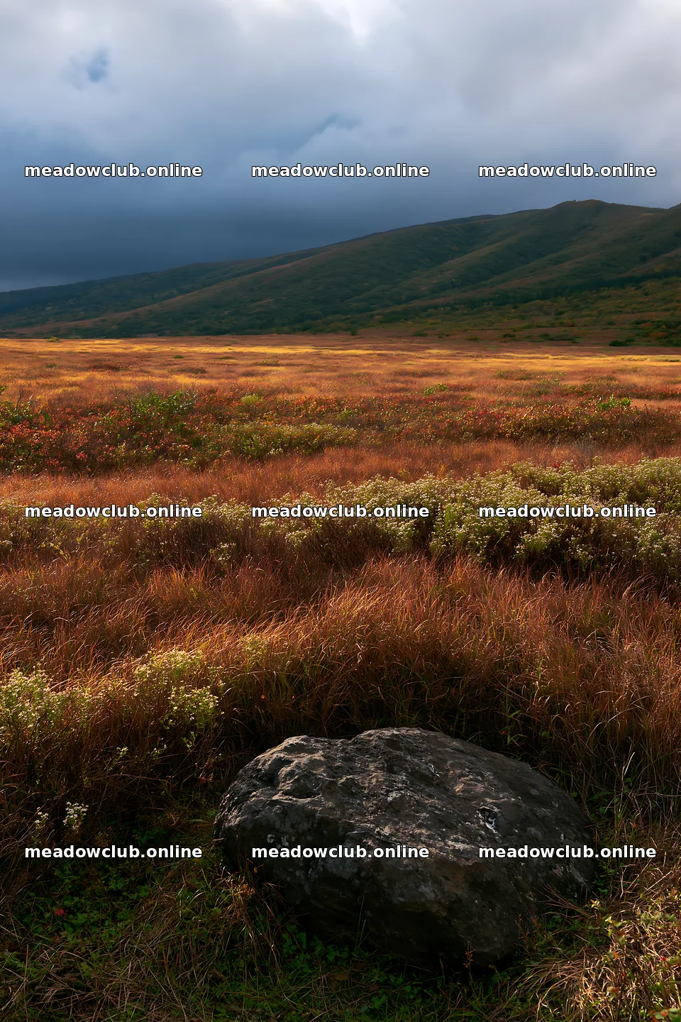 Aomori climate resilient meadow with boulder under cloudy sky – meadow photos 6480x9722