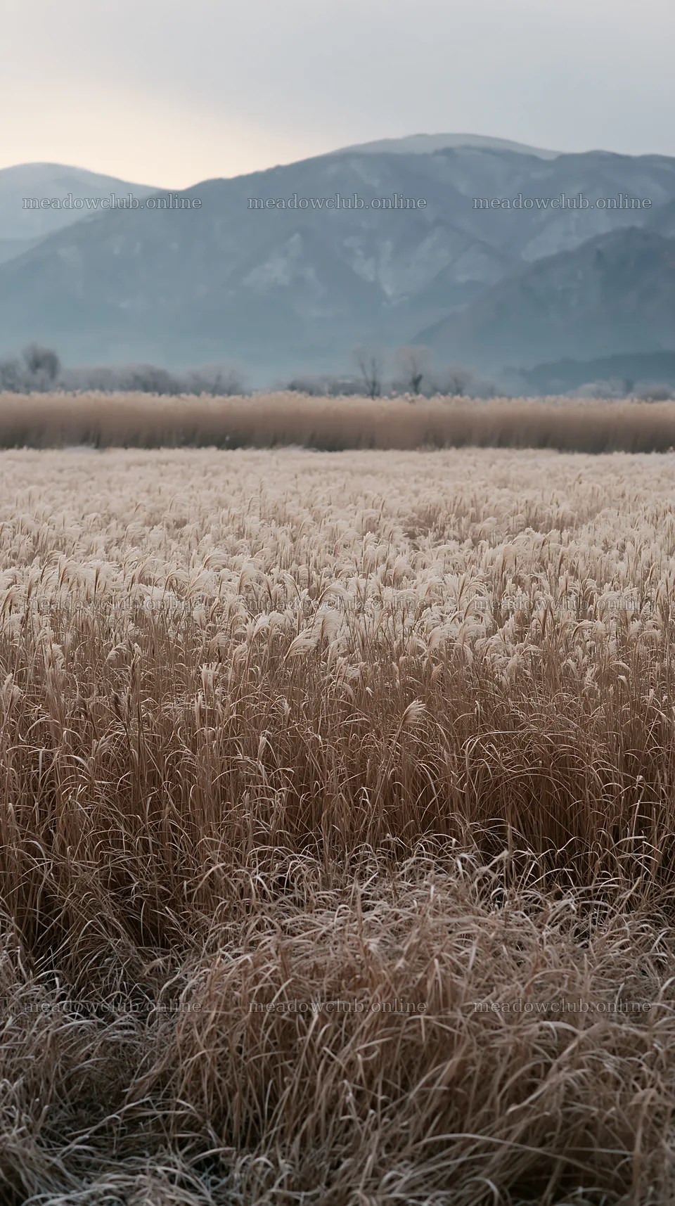 Wetland meadow with reeds in Shiga for climate adaptation – meadow photos 5938x10608
