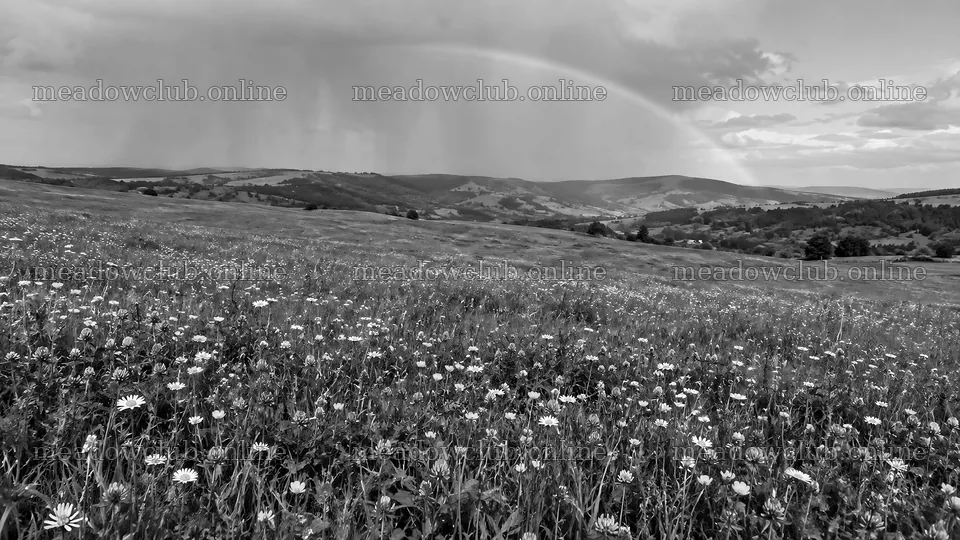 Wildflower Meadow Under a Faint Rainbow – meadow photos 10324x5812