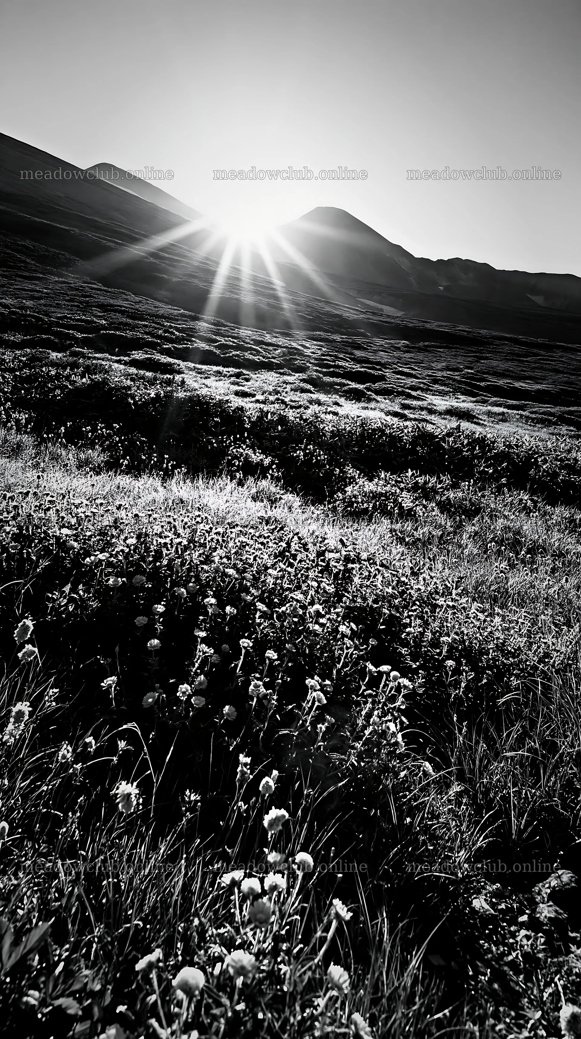 Daisetsuzan alpine meadow with light rays at sunrise – meadow photos 5938x10608