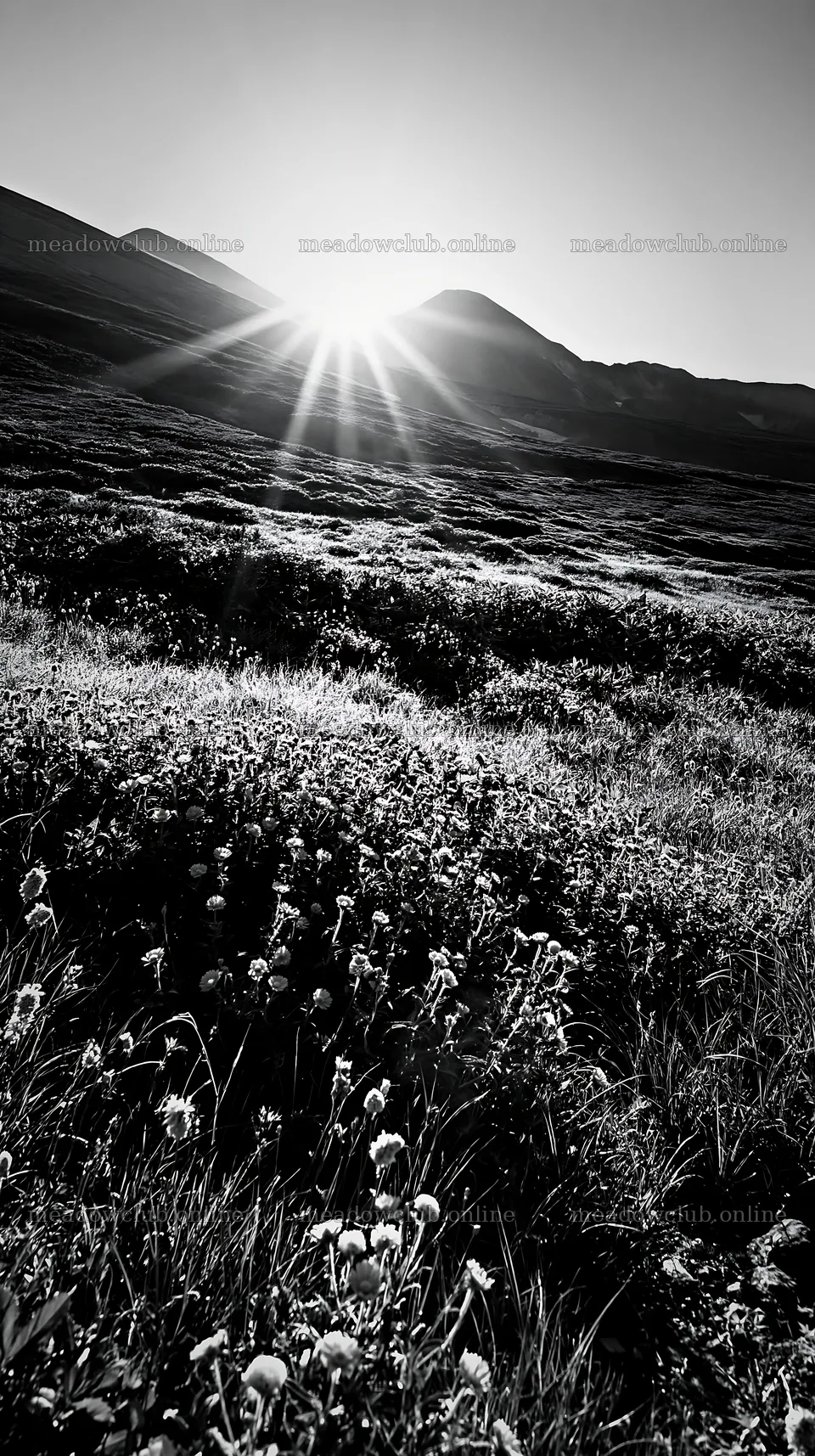 Daisetsuzan alpine meadow with light rays at sunrise – meadow photos 5938x10608