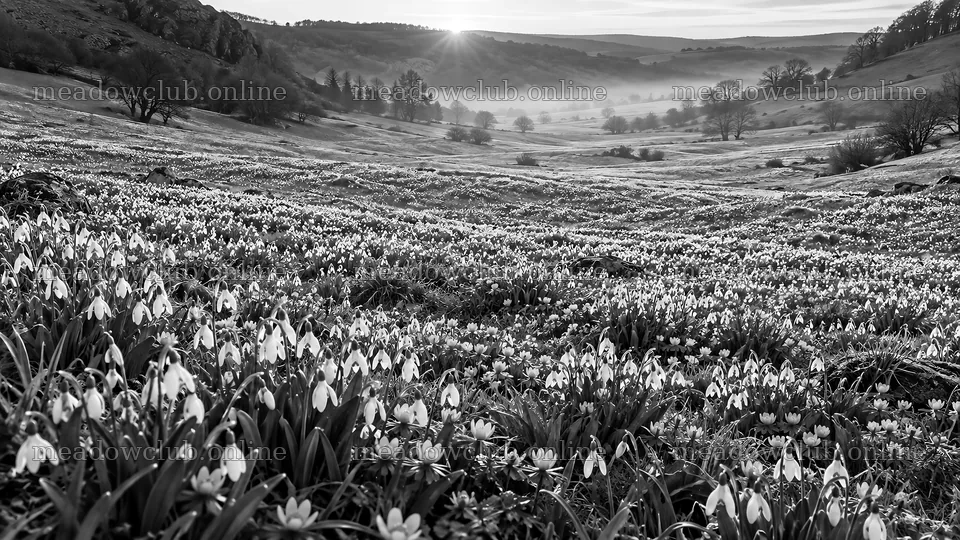 Monochrome Spring Bulbs in a Misty Valley – meadow photos 10324x5812