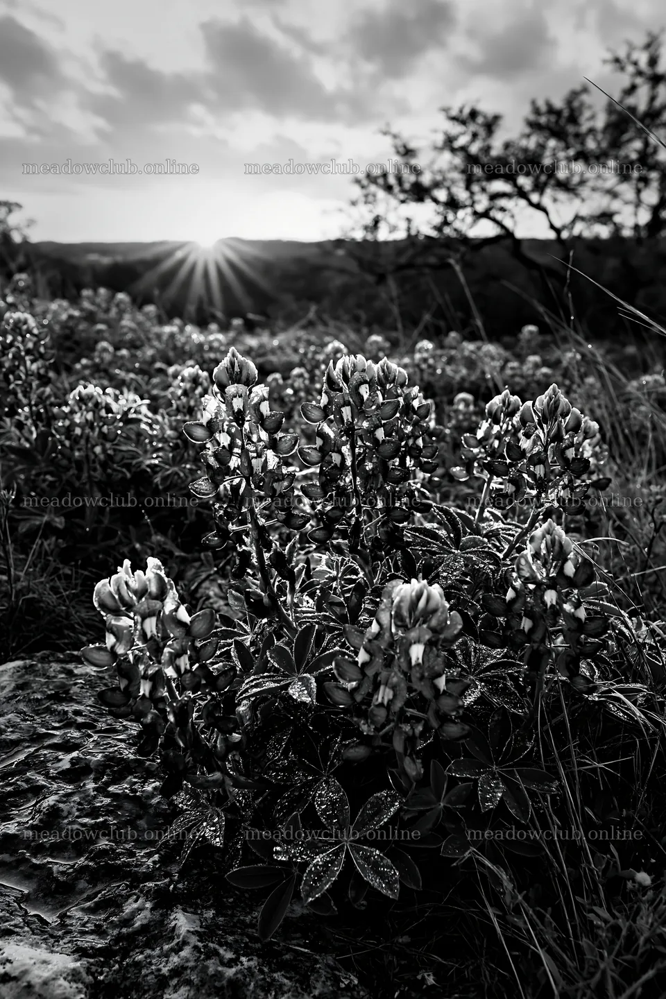 Bluebonnet meadow sunrise with sunlight and flowers – meadow photos 6480x9722