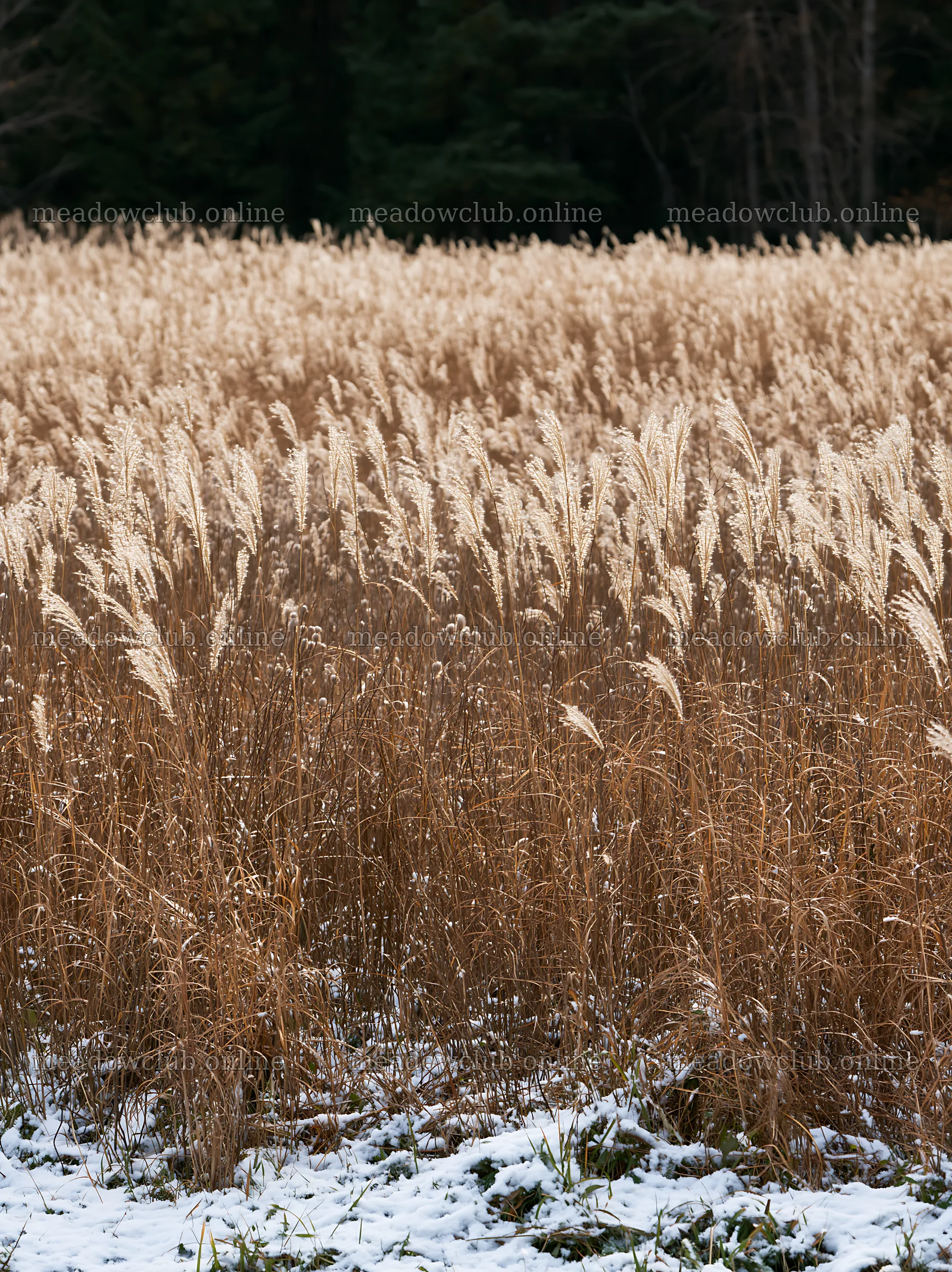 Hokkaido silver grass meadow seedheads in winter setting – meadow photos 6866x9174