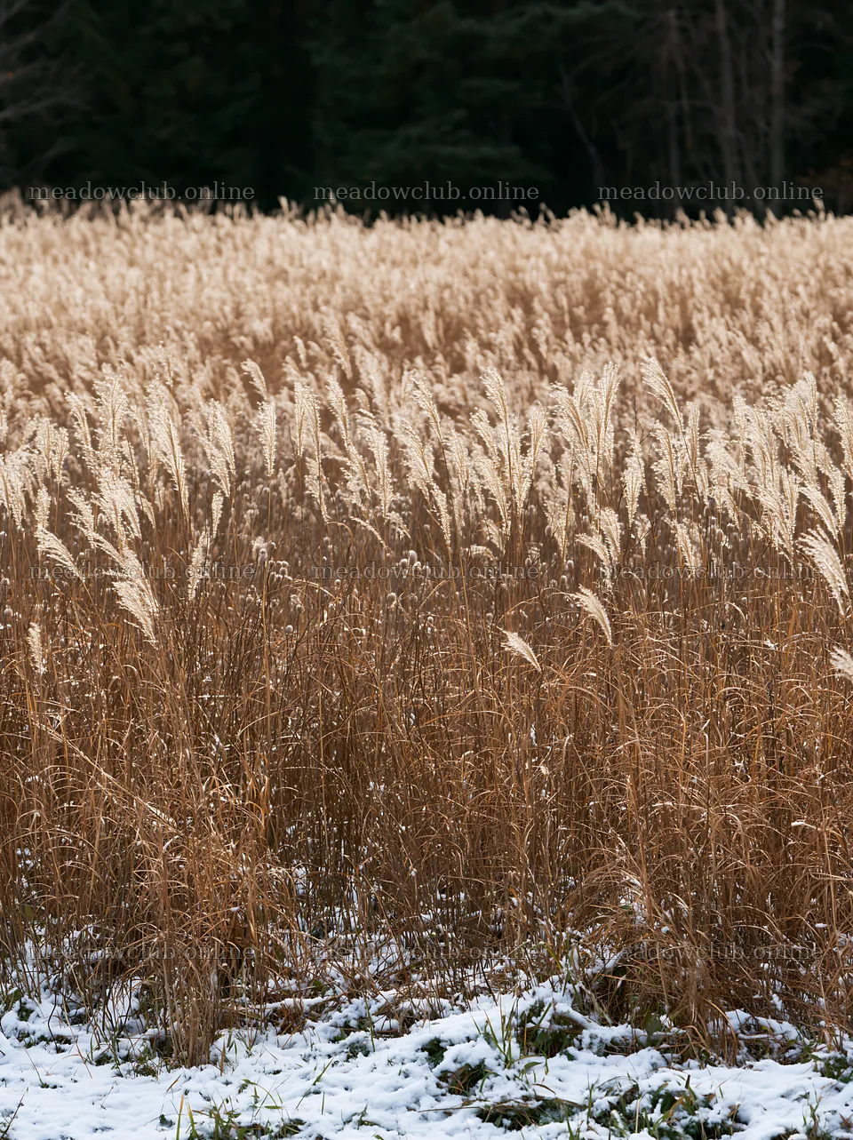 Hokkaido silver grass meadow seedheads in winter setting – meadow photos 6866x9174