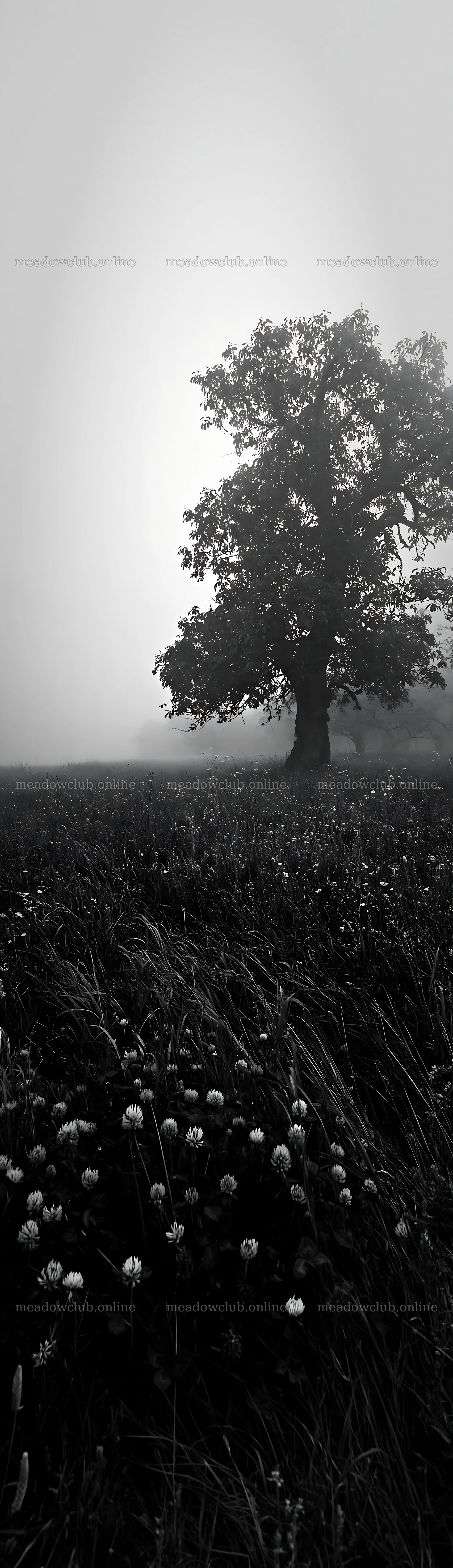 Foggy orchard meadow with a tree and grass at dawn – meadow photos 4268x14762