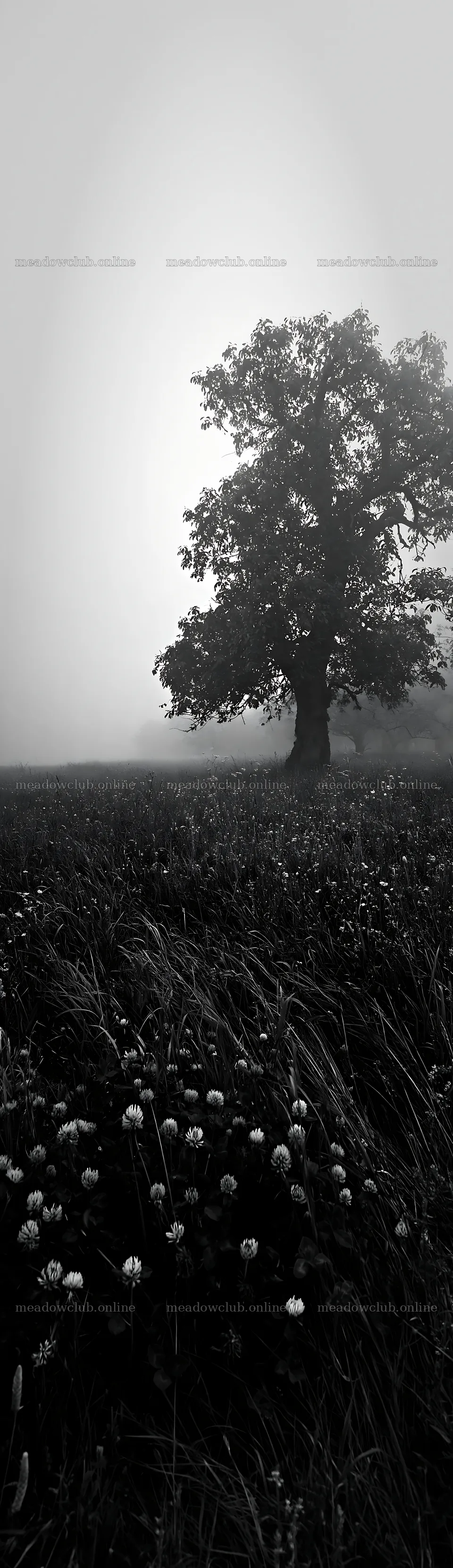 Foggy orchard meadow with a tree and grass at dawn – meadow photos 4268x14762