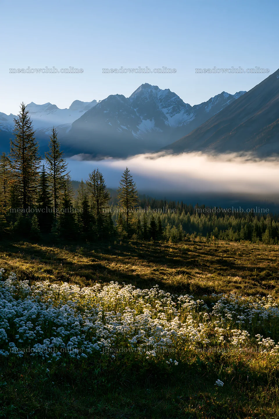 Banff meadow with snowy Rockies and fog in the background – meadow photos 6480x9722